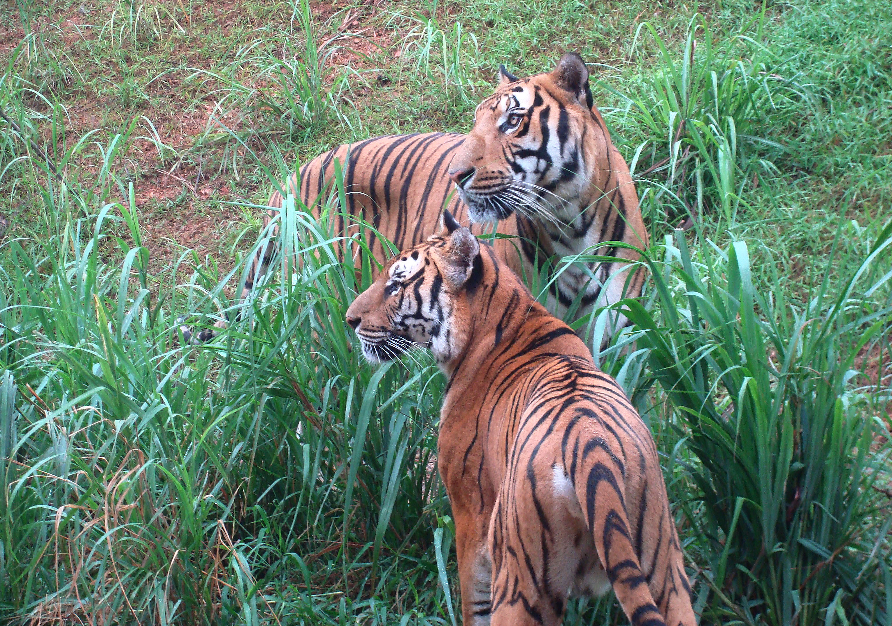 共建地球生命共同体华南虎能实现放虎归山吗数量提升但种群仍处濒危