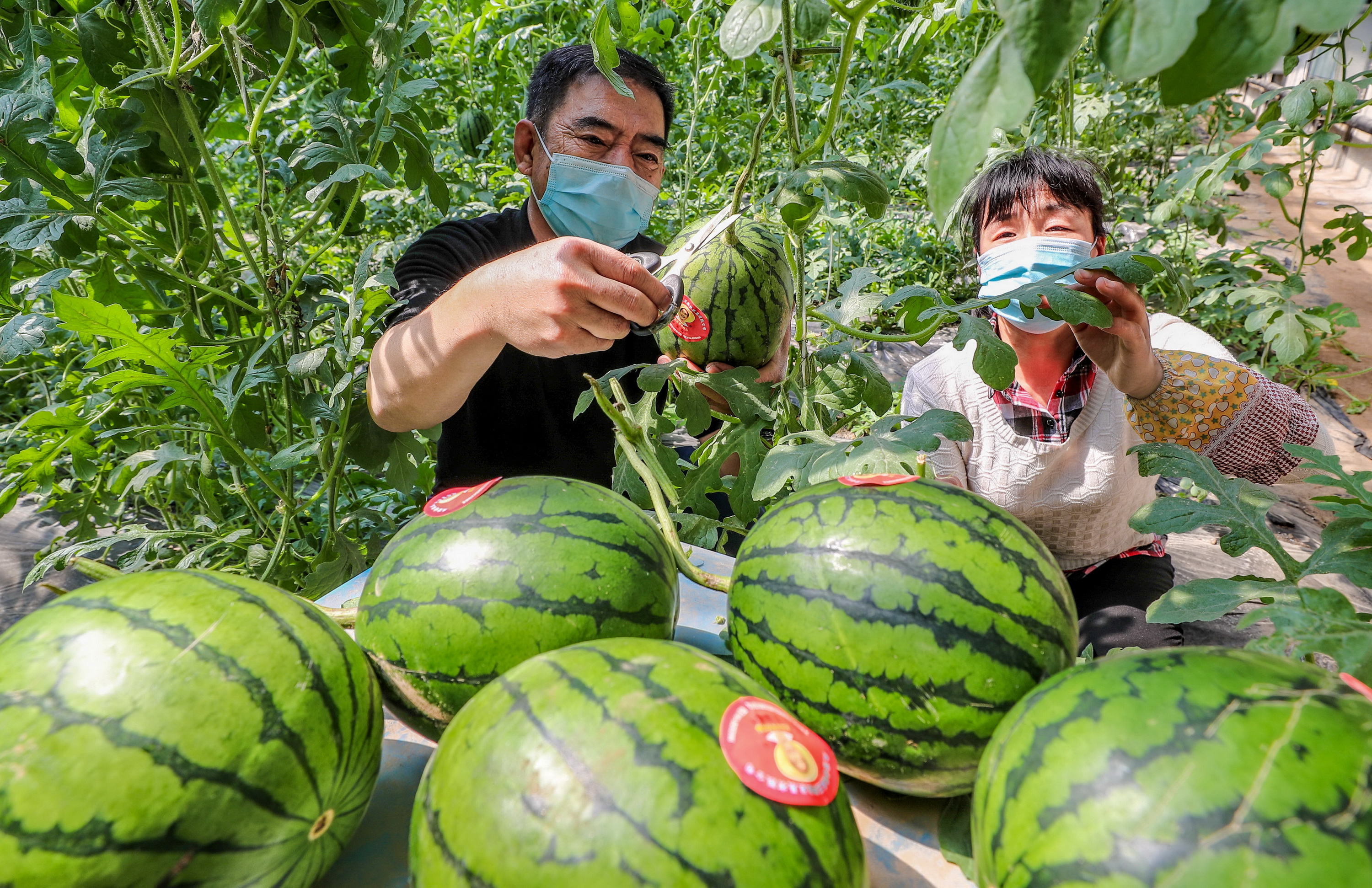 "中国西瓜之乡":"小西瓜"里发现大产业