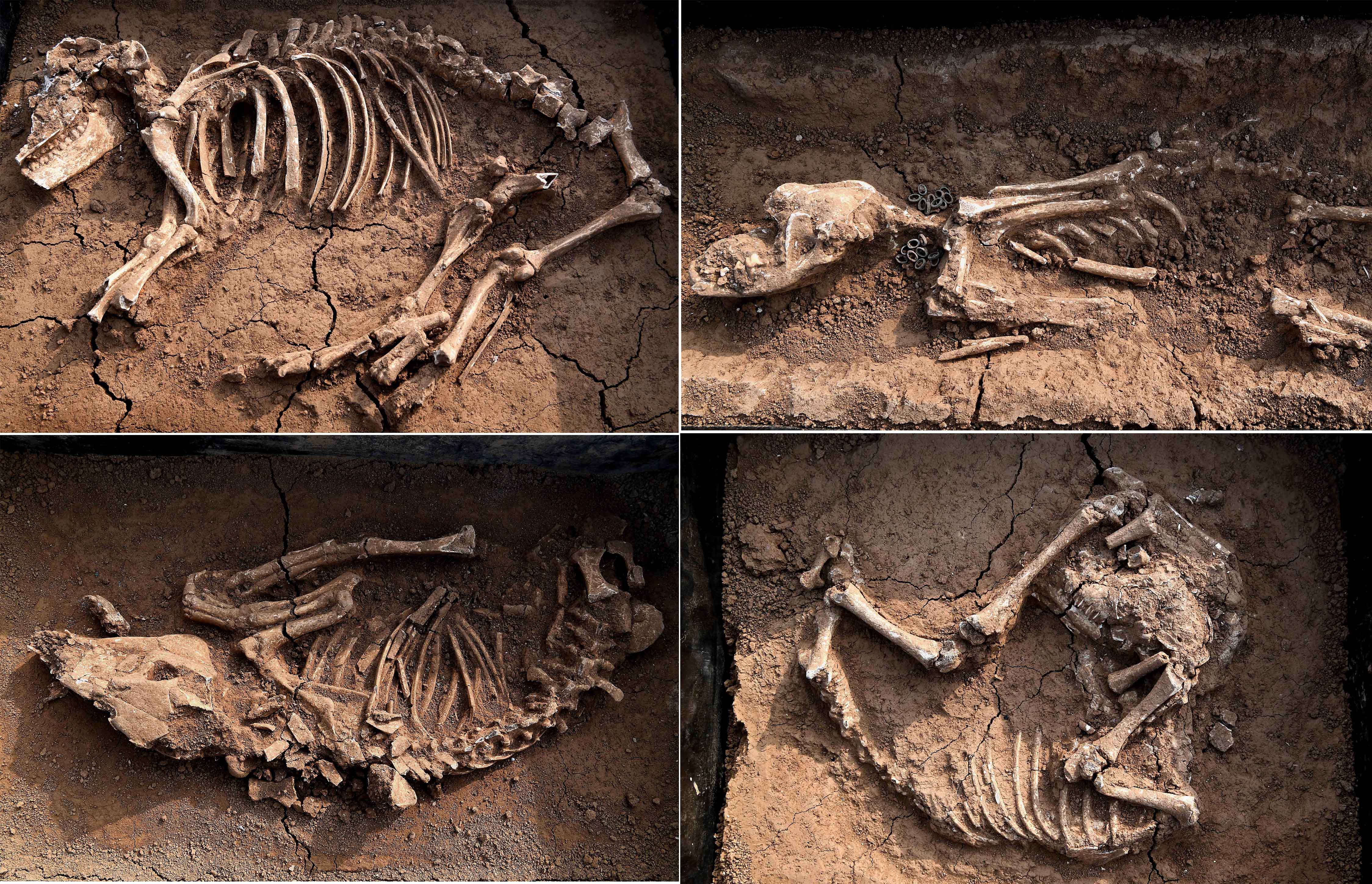 洛阳发现2600多年前戎人王级大墓