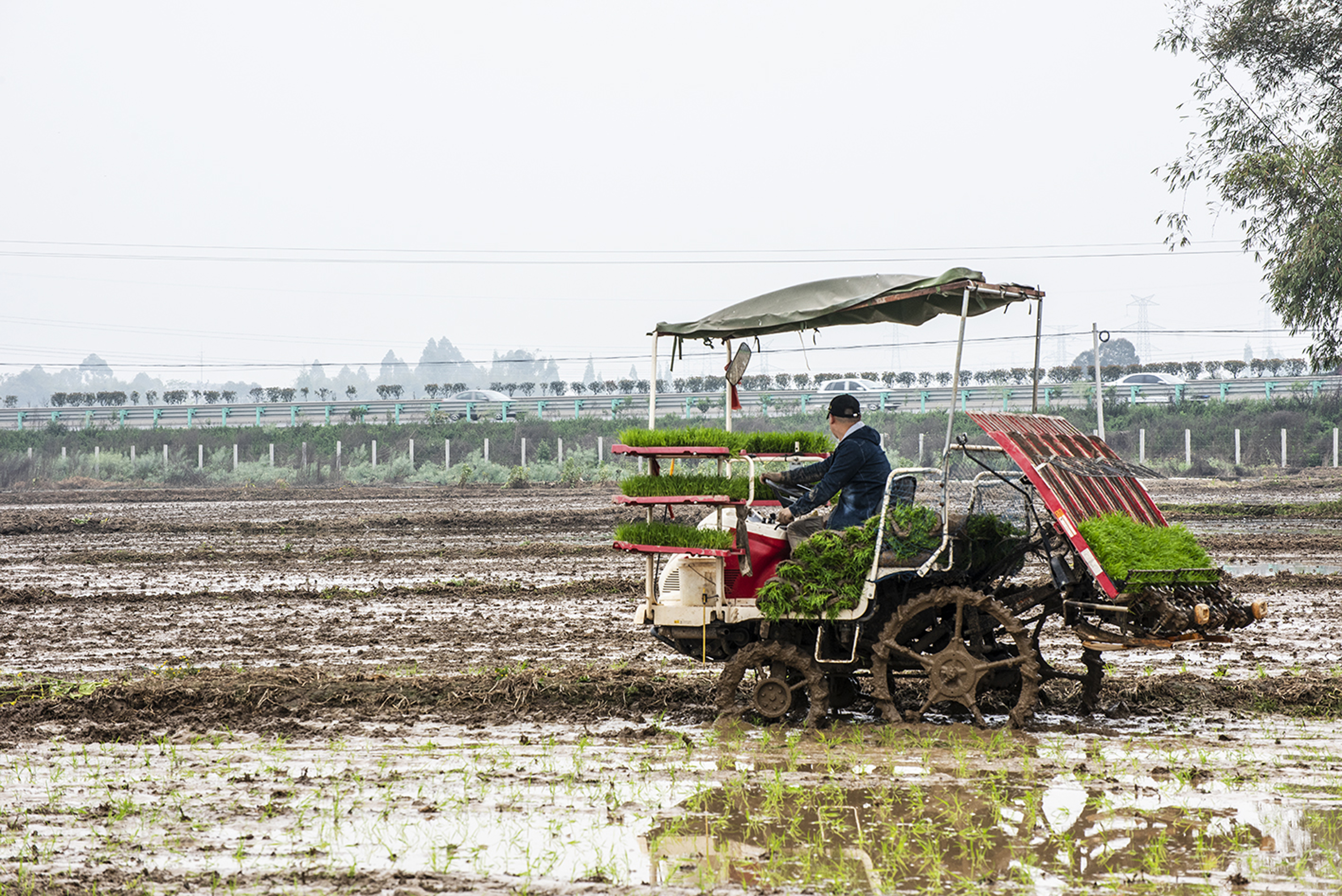 春耕备耕退树还稻机械耕种四川确保良田粮用