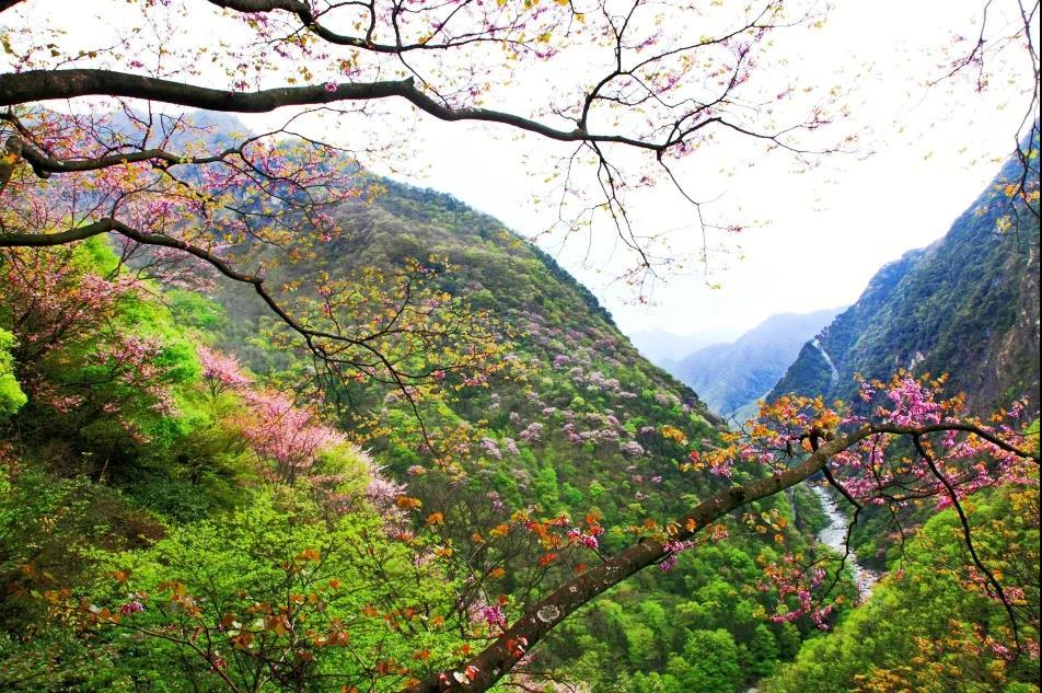 4月相约四川唐家河,全国最大野生紫荆花群落邀你来赏!