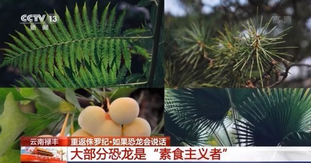 恐龙都吃些啥怎么吃今天来研究研究恐龙的进食指南