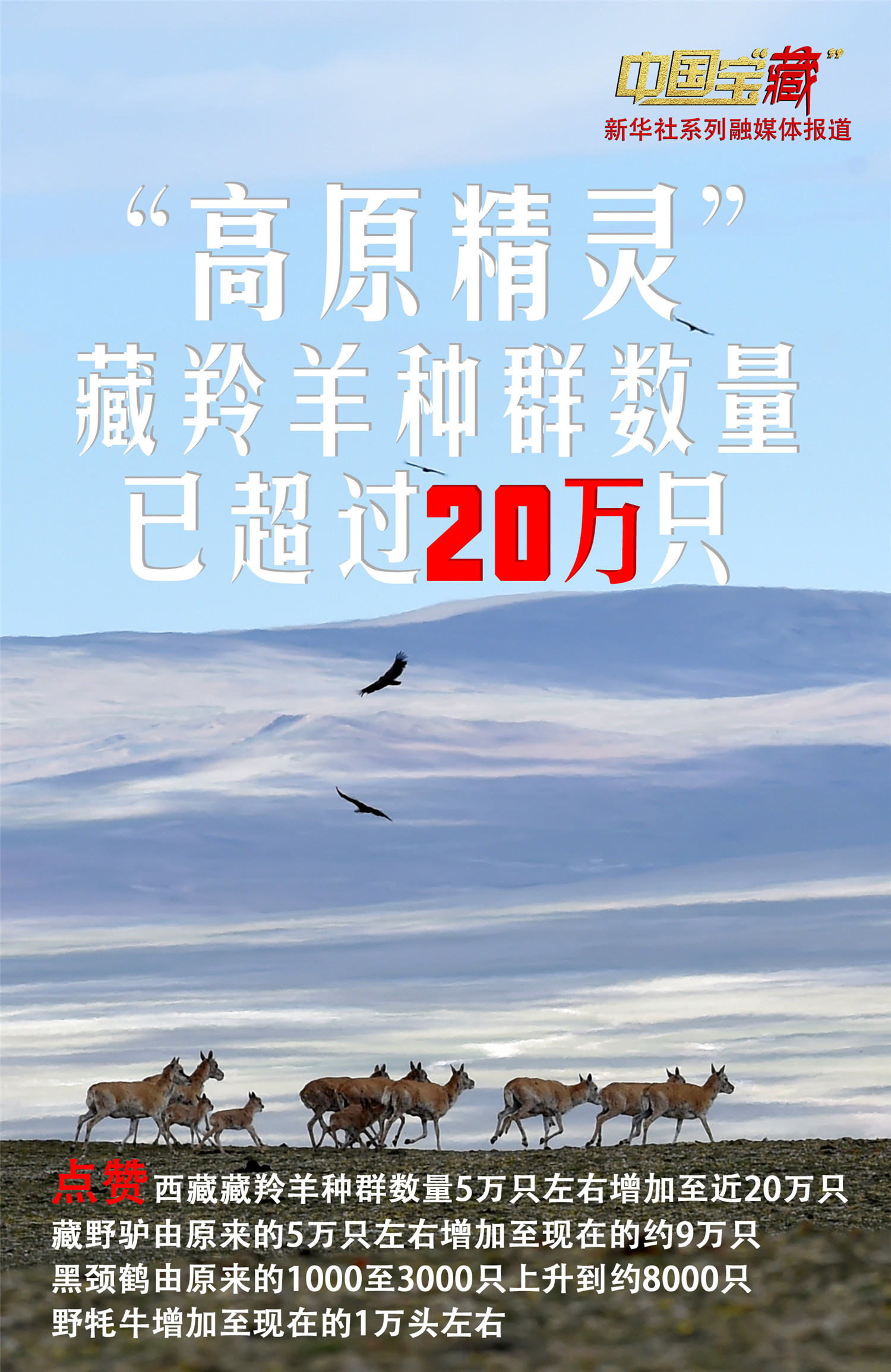 中国宝藏走出濒危高原精灵藏羚羊种群数量已超过20万只