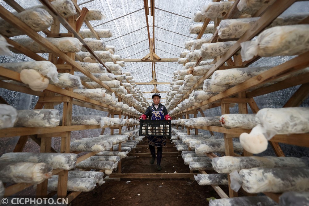 2021年2月28日,搬迁群众在贵州省丹寨县金泉街道林下食用菌种植基地