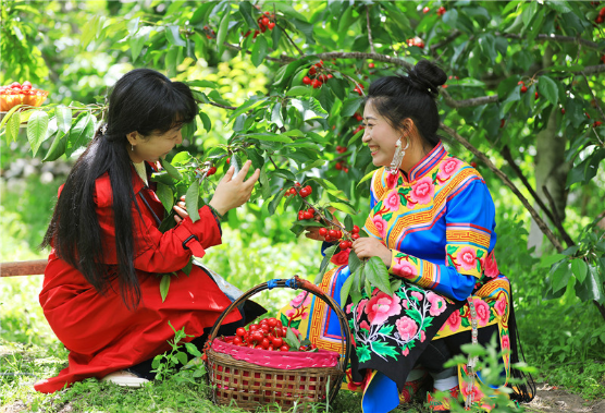 四川茂县甜樱桃红了乡村旅游火了