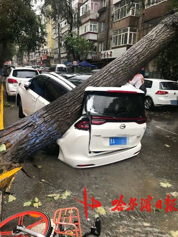 提醒 风雨天车别停树下 哈市922棵树被吹倒 近百台车被砸