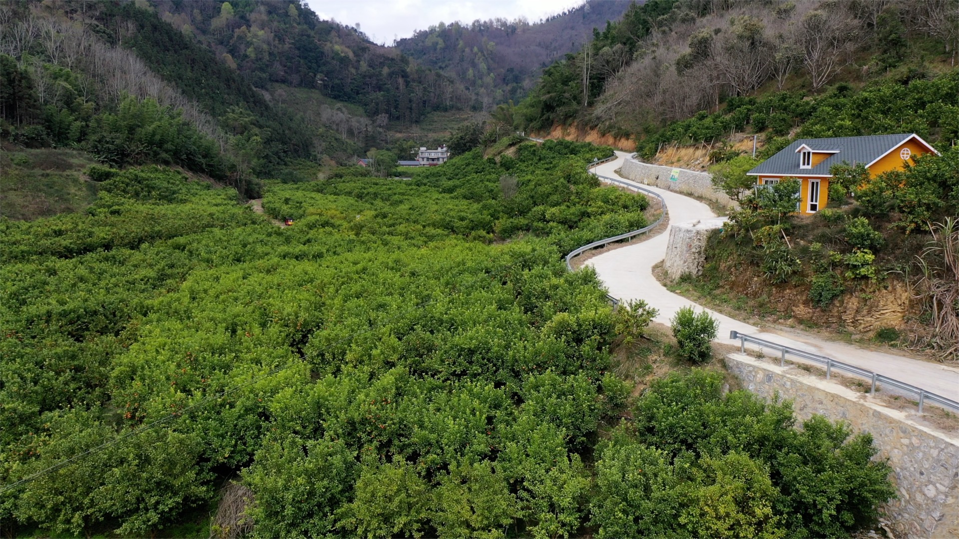 新华社记者 覃广华 摄广西乐业县新化镇百坭村村民班统茂在果园里忙碌