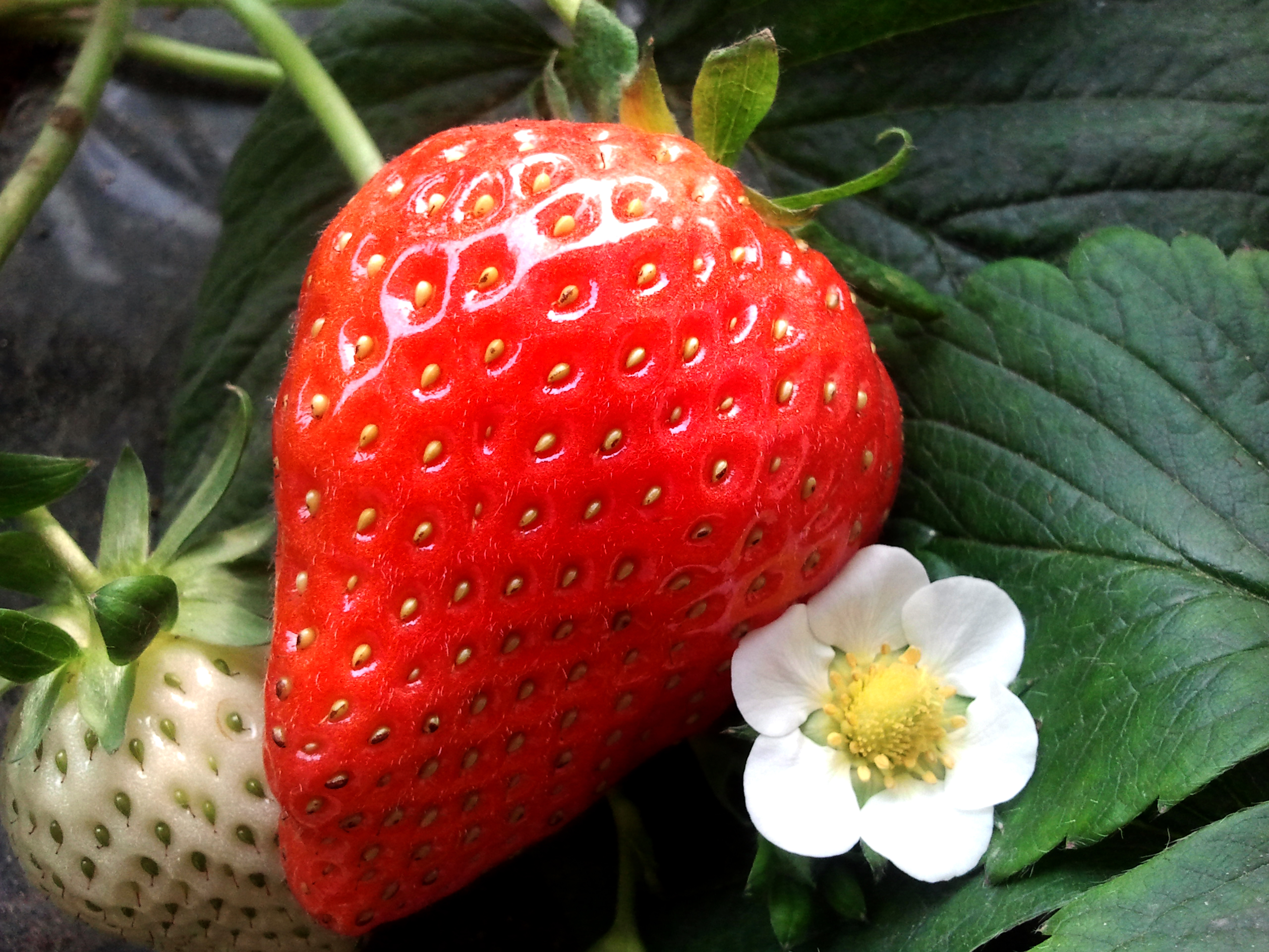 迎新春约38万公斤昌平草莓来袭