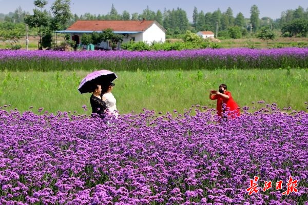 端午小长假 花田打卡 图集