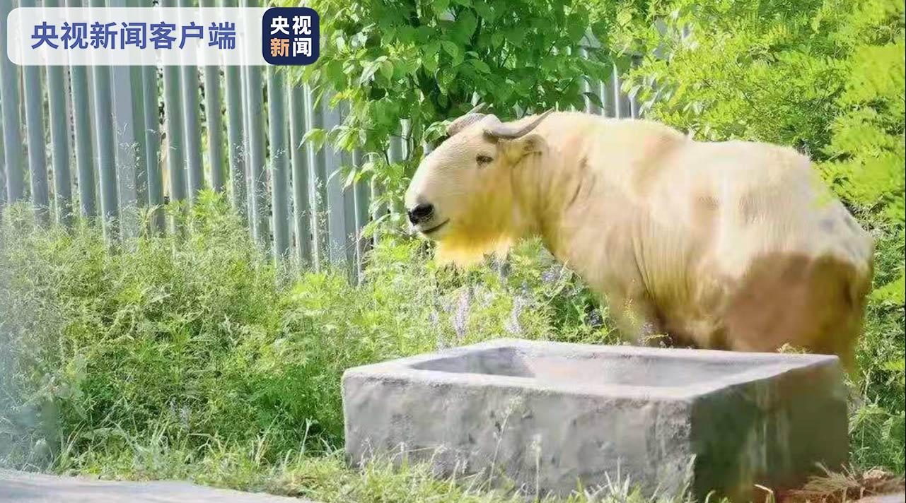 世界唯一棕色人工飼養大熊貓即將在陝西秦嶺四寶科學公園與遊客見面