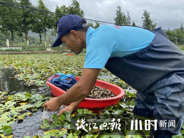 来不及采的都熬不过台风了 三门浦坝港镇小雄村民抢收早熟菱角 封面新闻 公交网