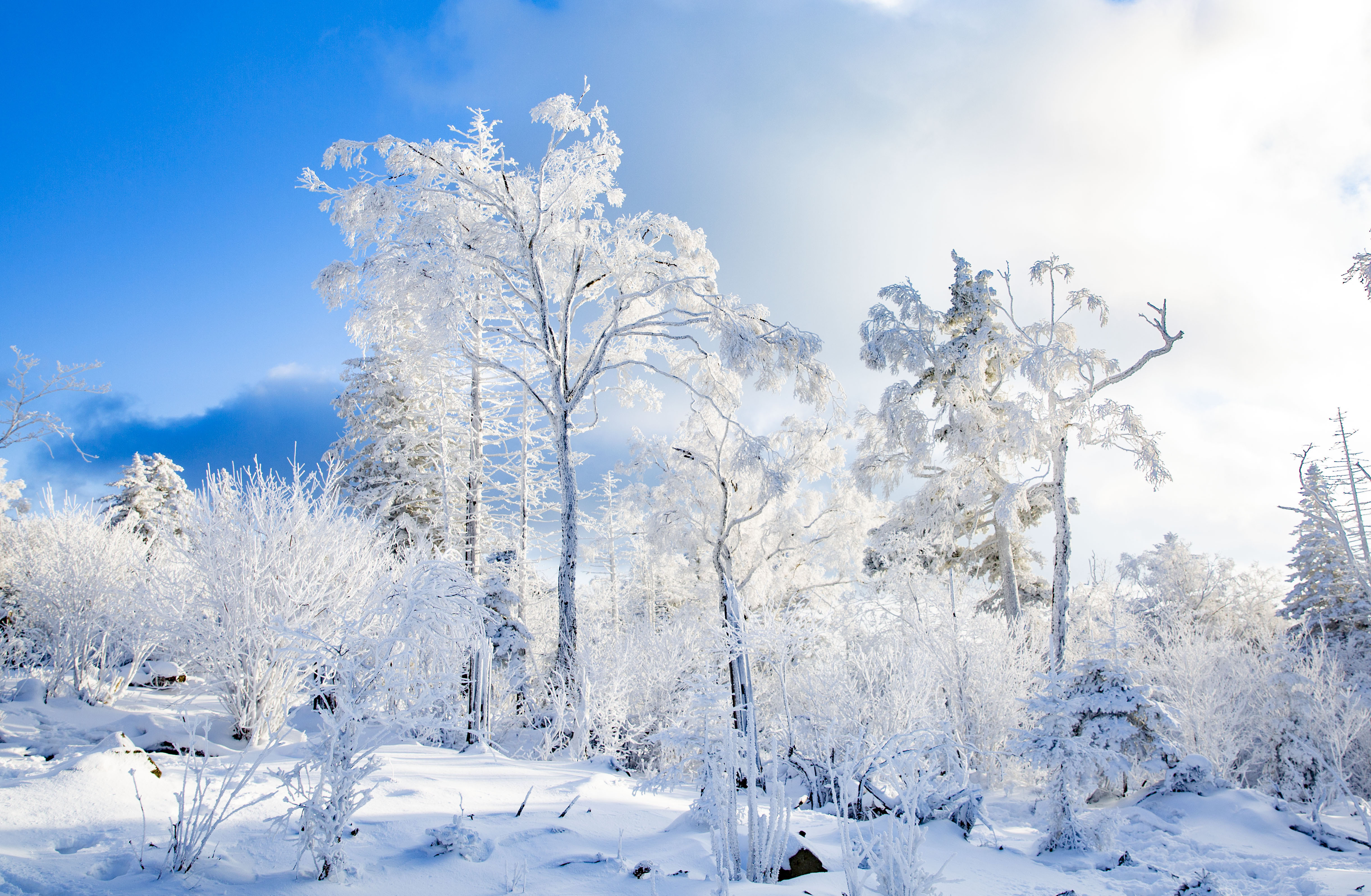观长白丨每张都是壁纸最美雾凇看这里
