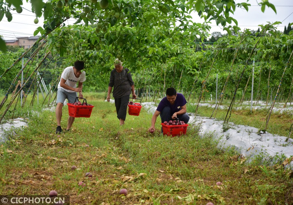 在内江长江现代农业园区大学生创业孵化基地,陈浩(左,孙钧垚(右)和