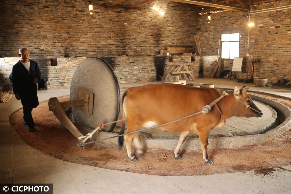 湖南道县土法榨茶油助民增收入