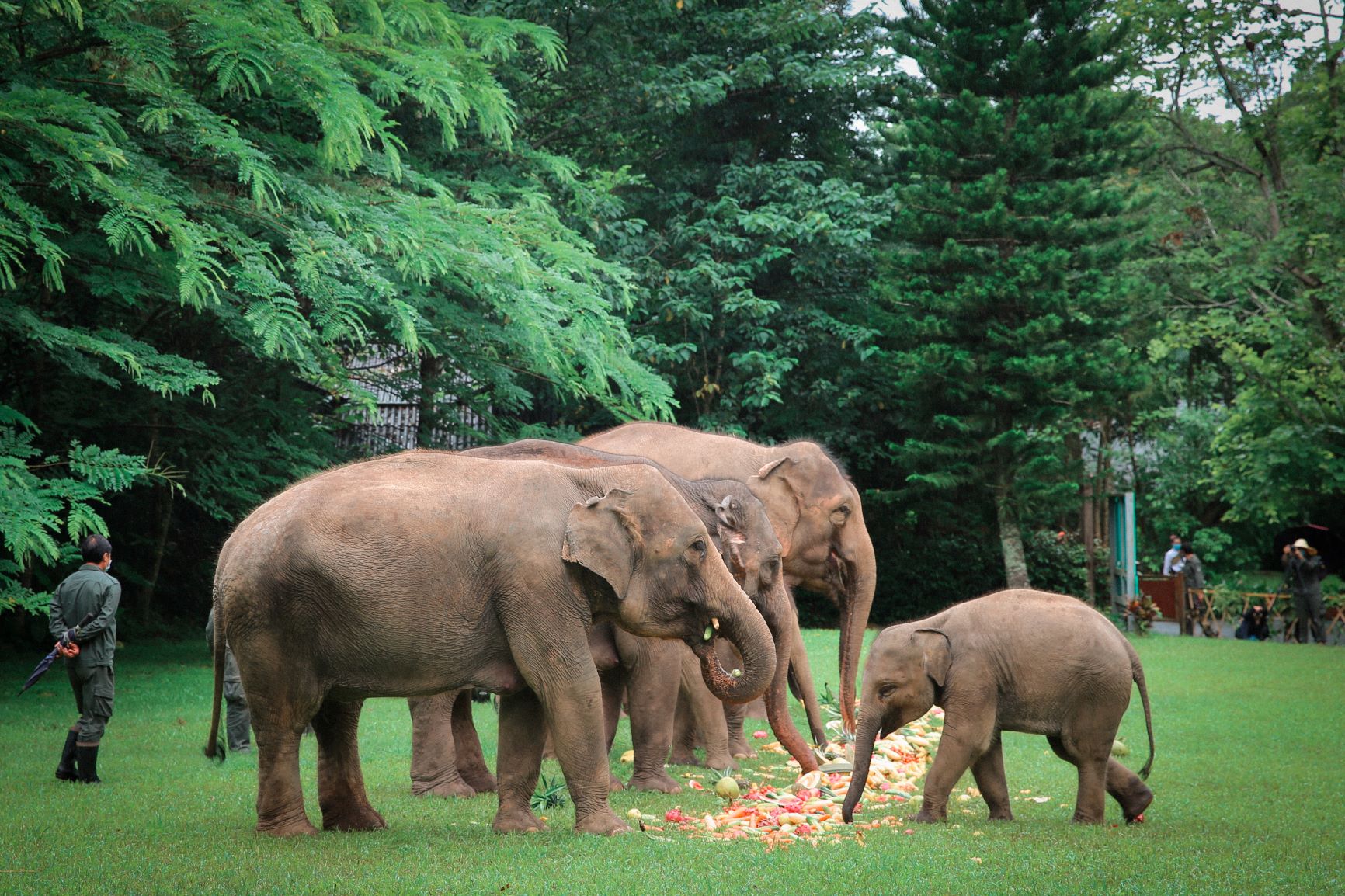 云南野象谷18头亚洲象享用3吨节日大餐