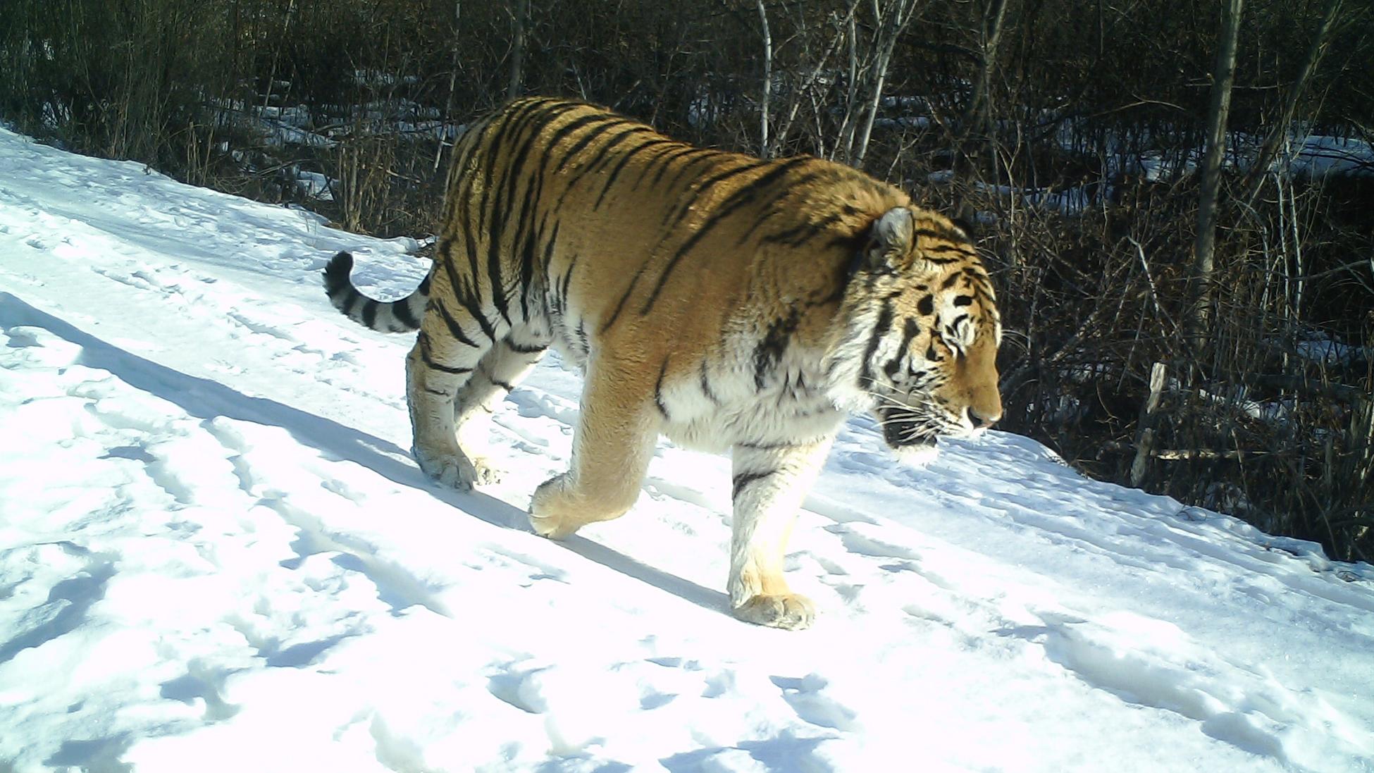 "百兽之王"野生东北虎再现黑龙江保护区 - 封面新闻