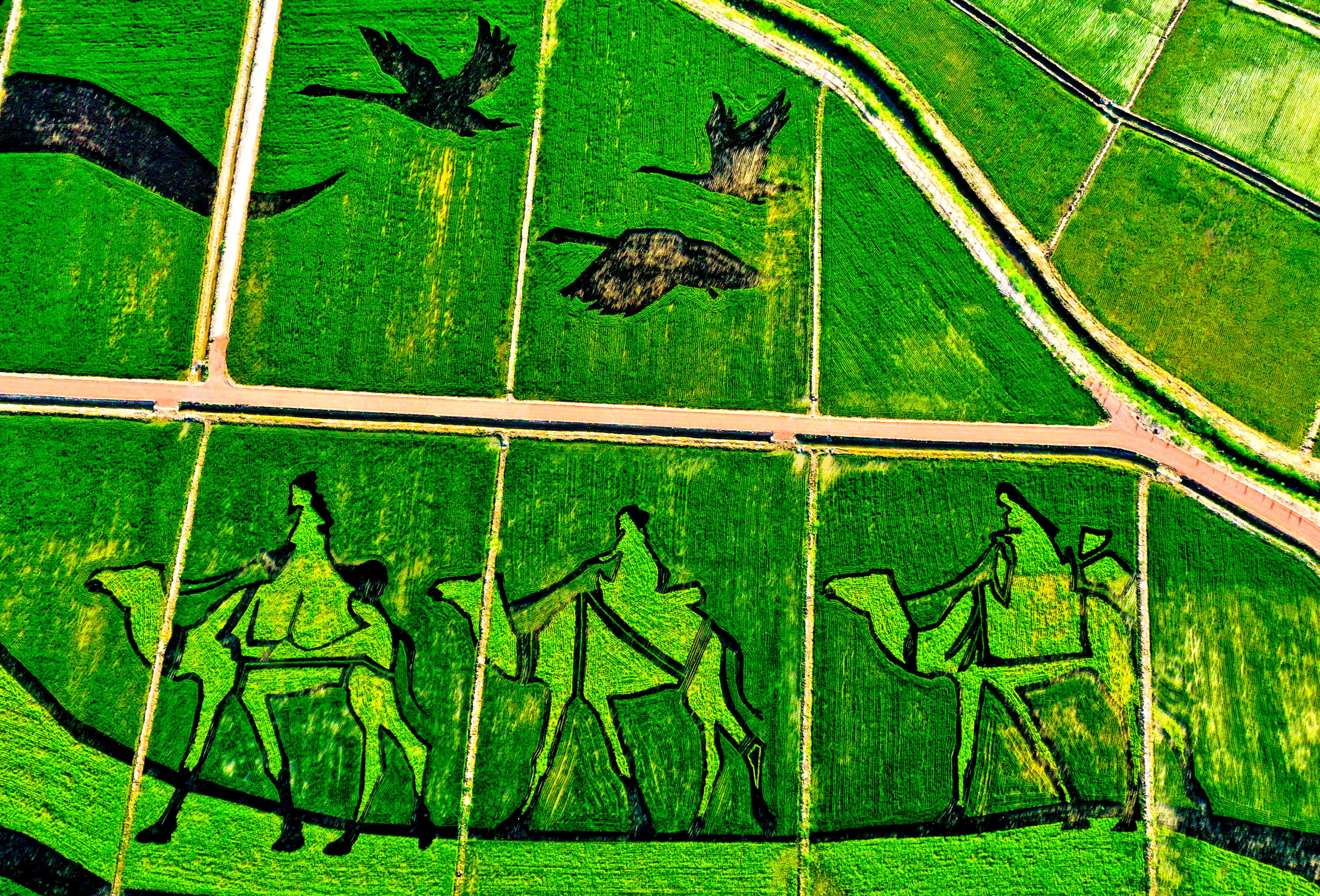 甘肃张掖田园现美景农田艺术画