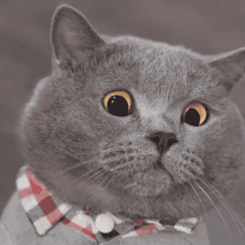 从被抛弃到月入百万这只戏精猫靠特效成为喵界影帝