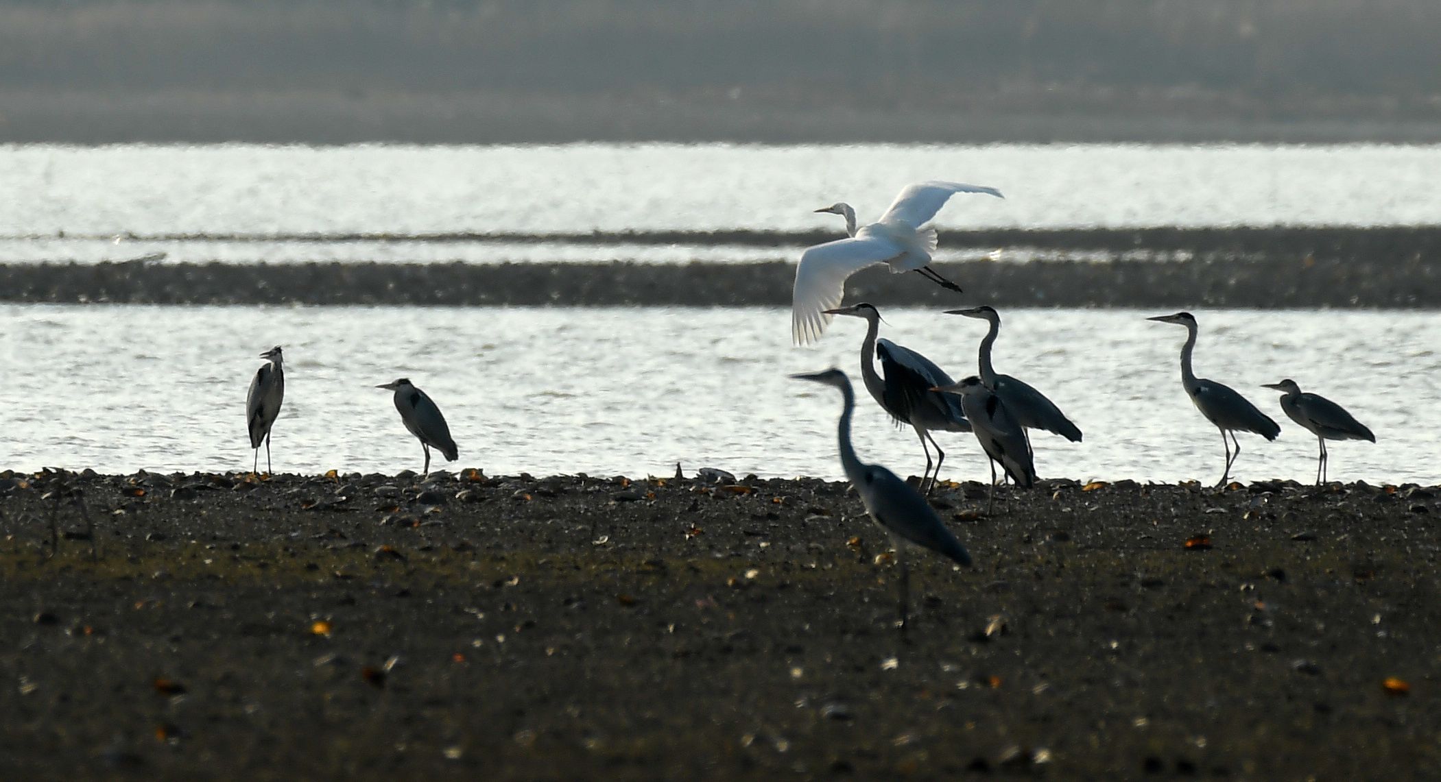 洞庭湖越冬水鸟连续4年增长候鸟天堂又回来了