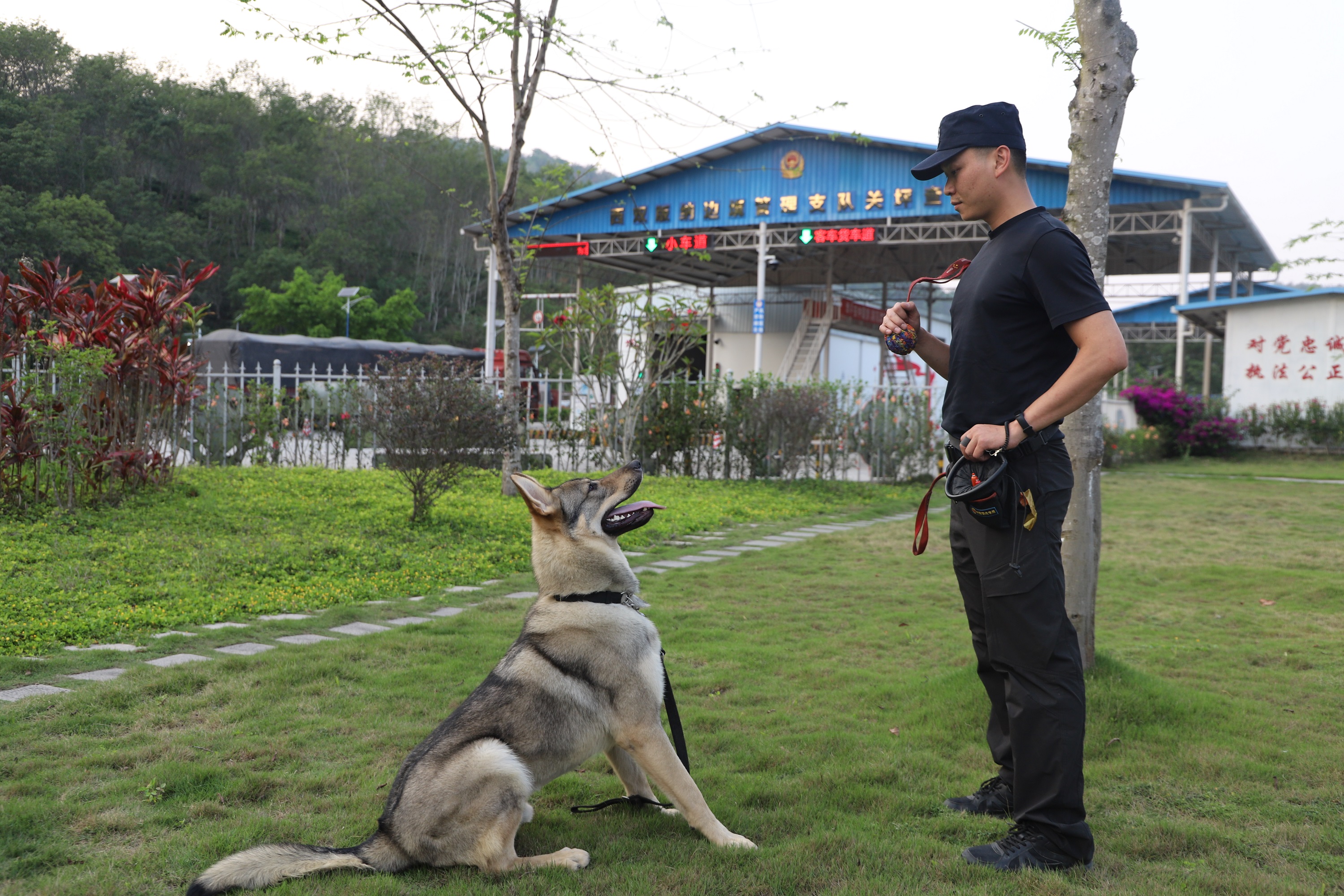 新华全媒丨云南警犬飓风立新功嗅出毒品超过体重