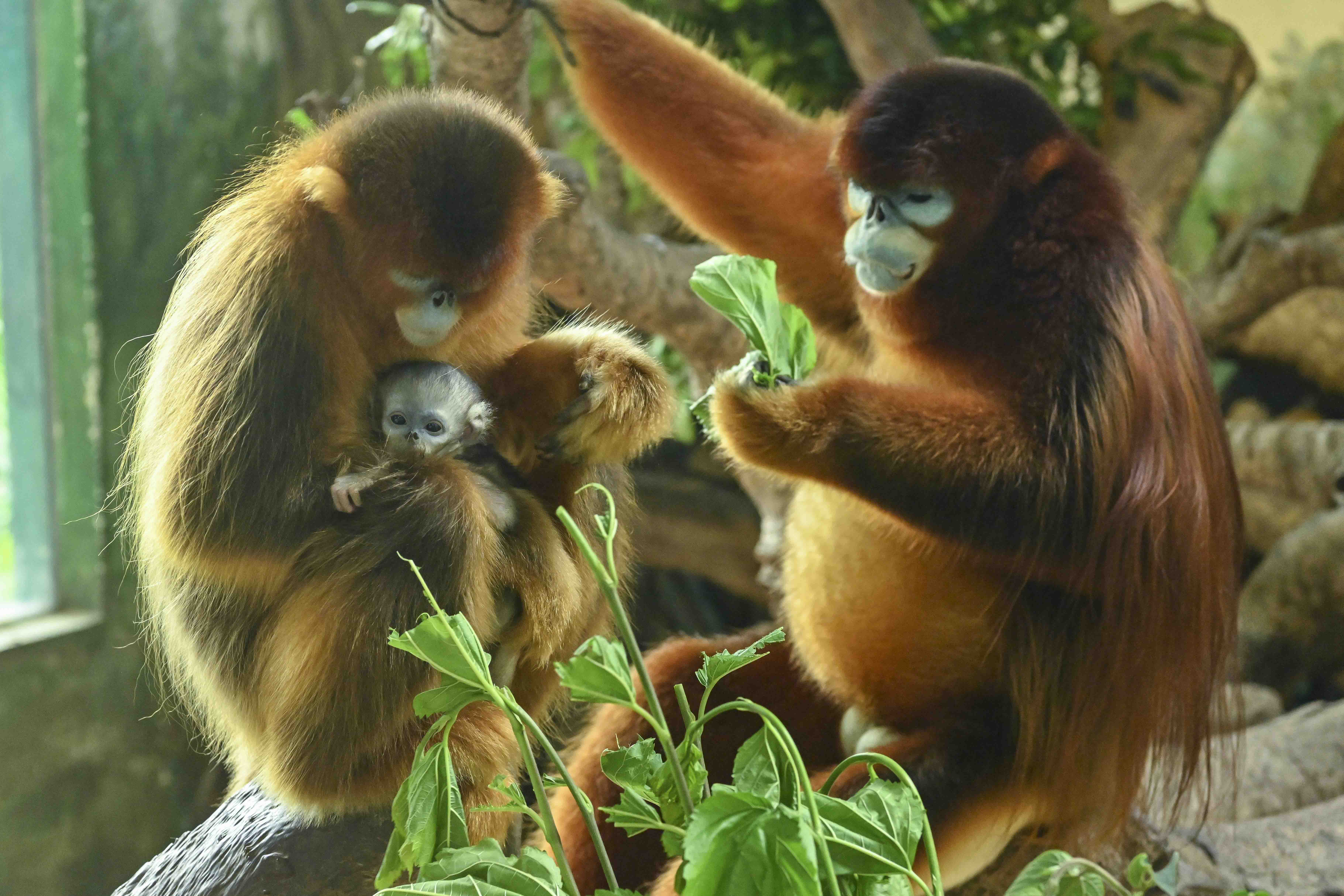广州:金丝猴幼崽首次亮相 超萌!
