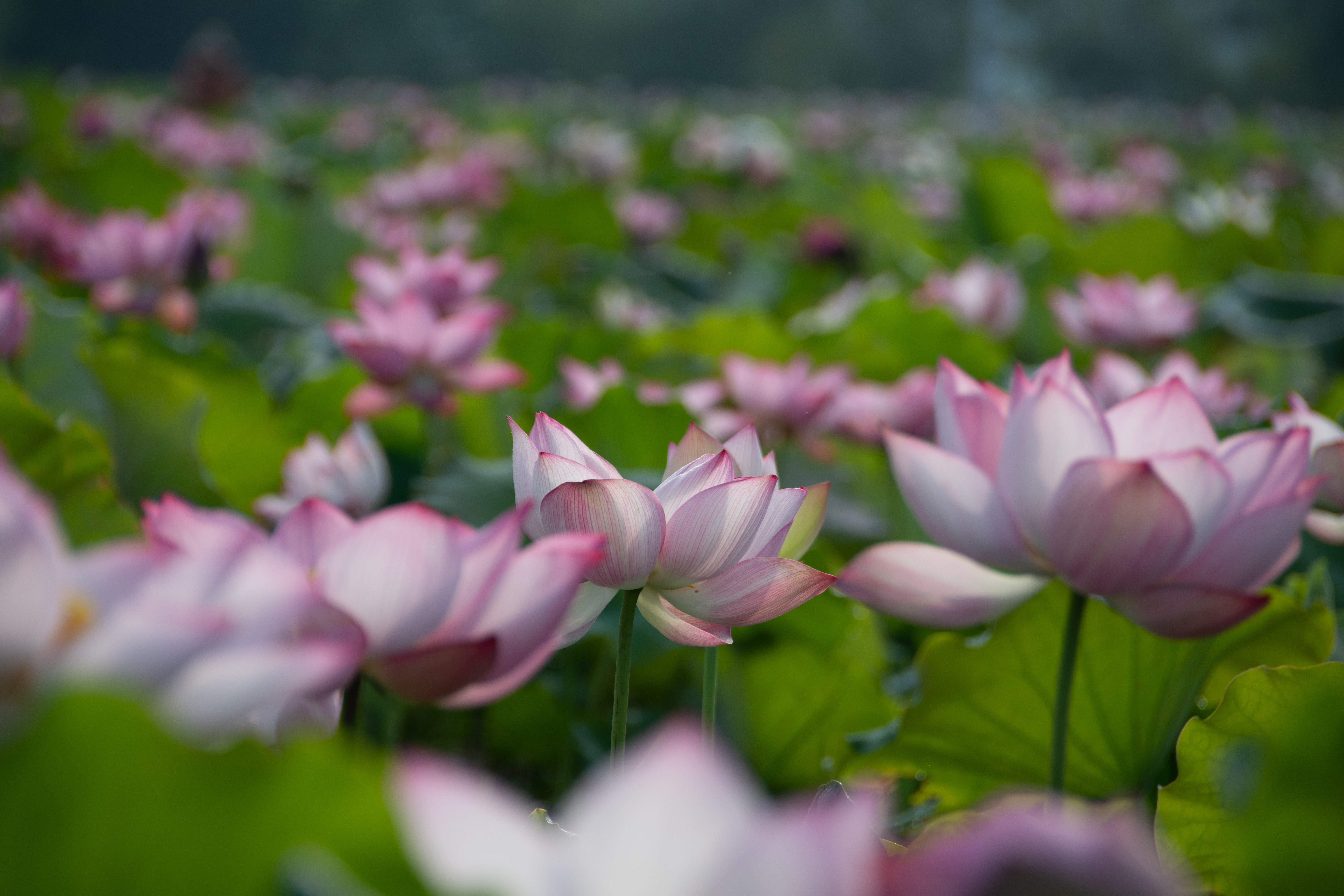 在湘莲成熟的荷田边上新生代催生新活力