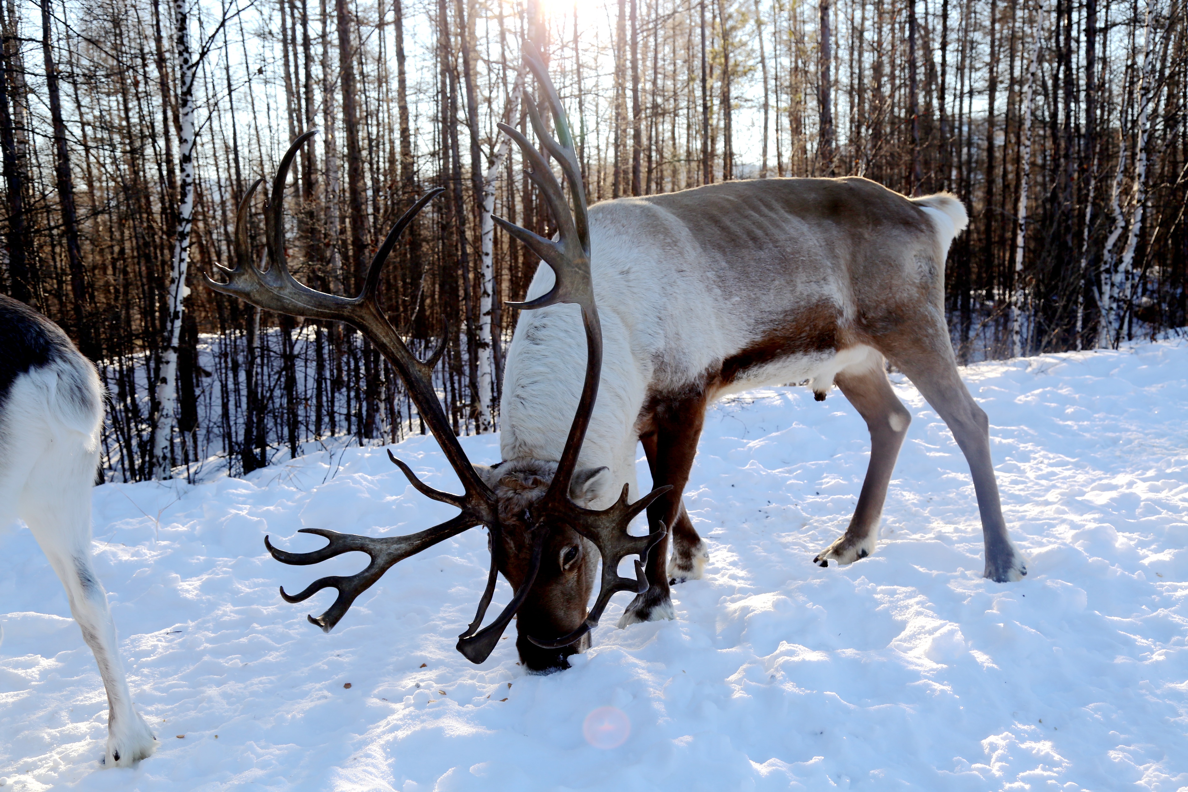 深山里的养鹿人