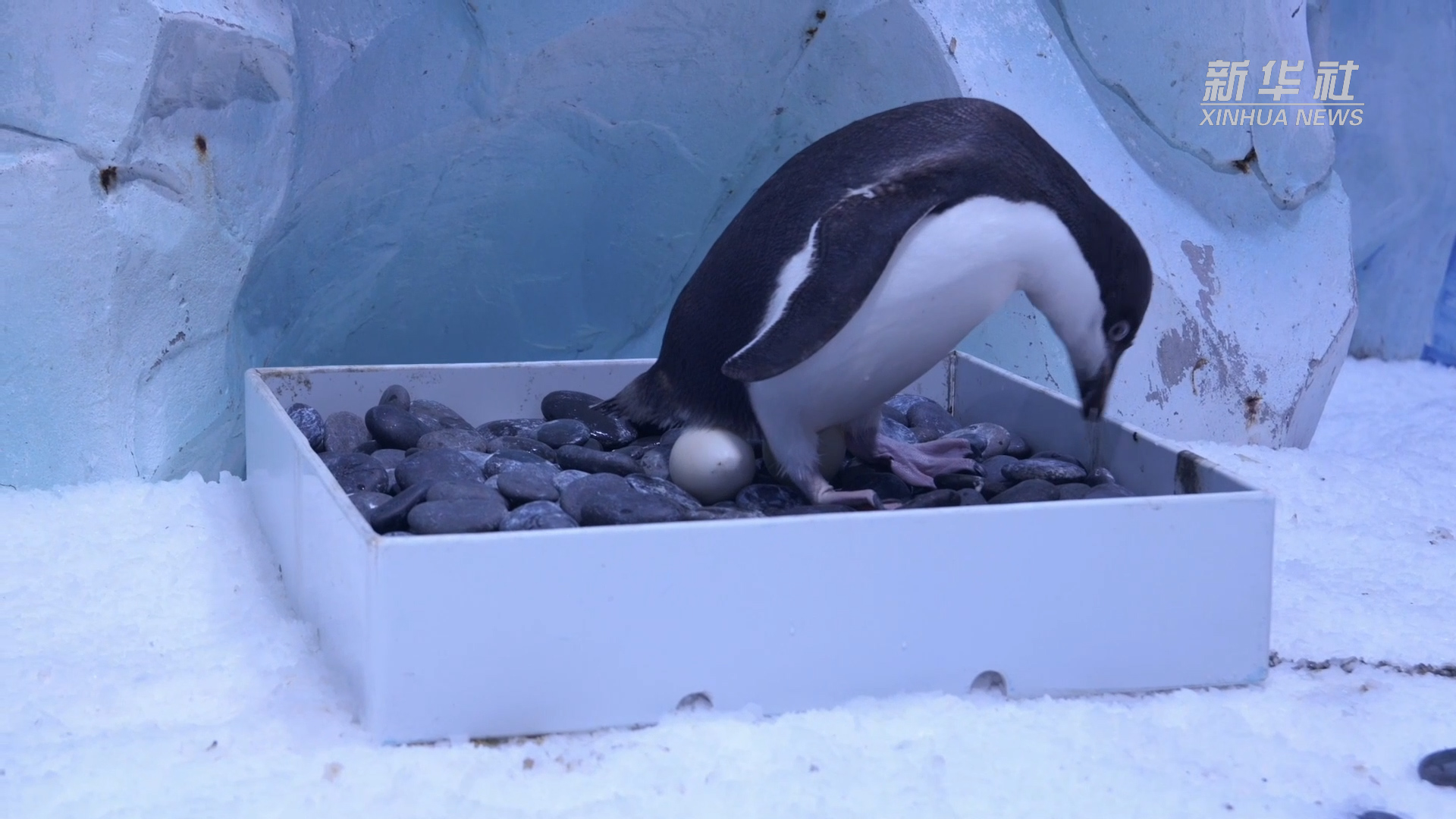 据保育员介绍,阿德利企鹅每次可以产两枚蛋.