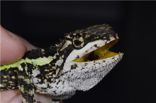 口腔颜色稀奇耳膜较小头部刺略长四川发现蜥蜴新物种