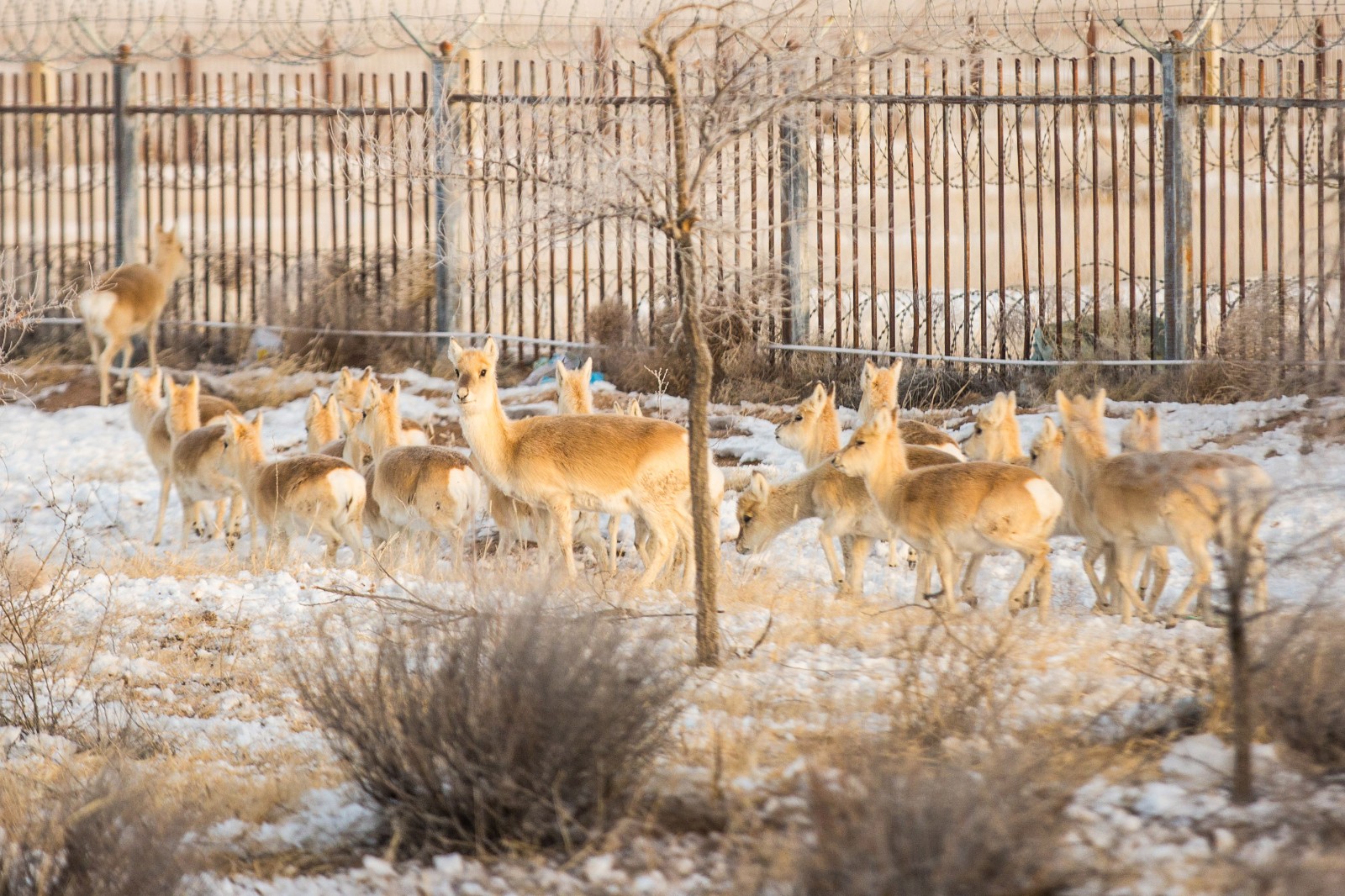 可可爱爱!数百只蒙古国野生黄羊入境觅食 - 封面新闻
