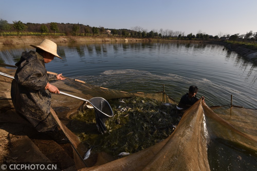 湖南衡阳春季鱼苗投放忙