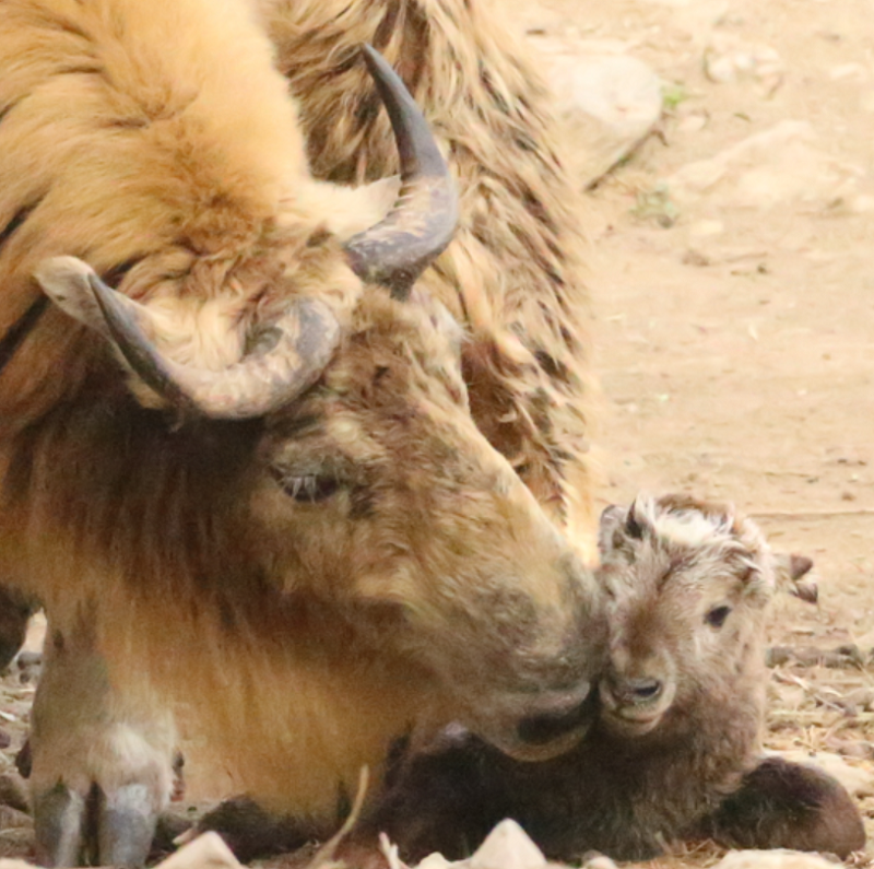 舐犊情深陕西喜迎三只羚牛宝宝