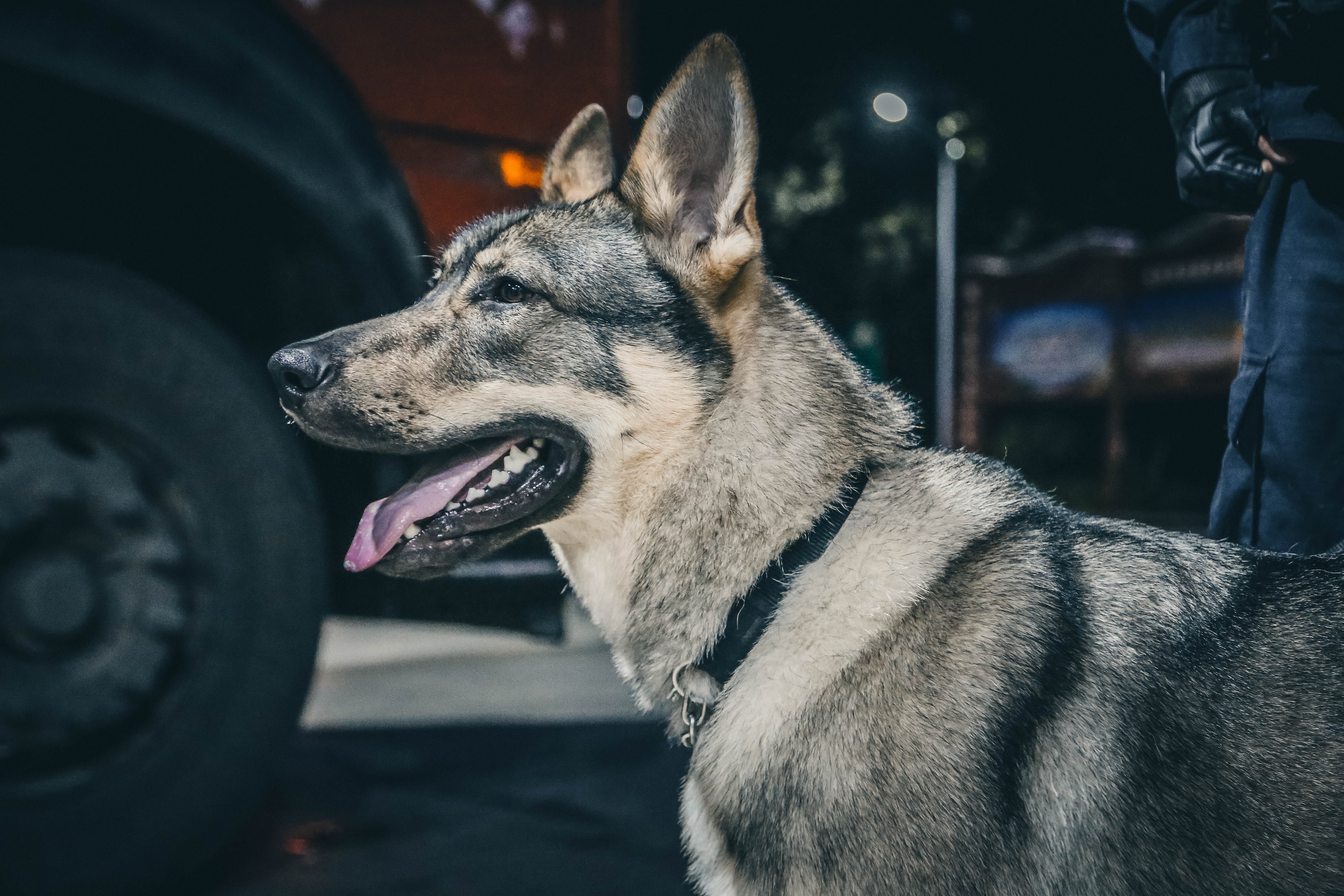 新华全媒丨云南警犬飓风立新功嗅出毒品超过体重