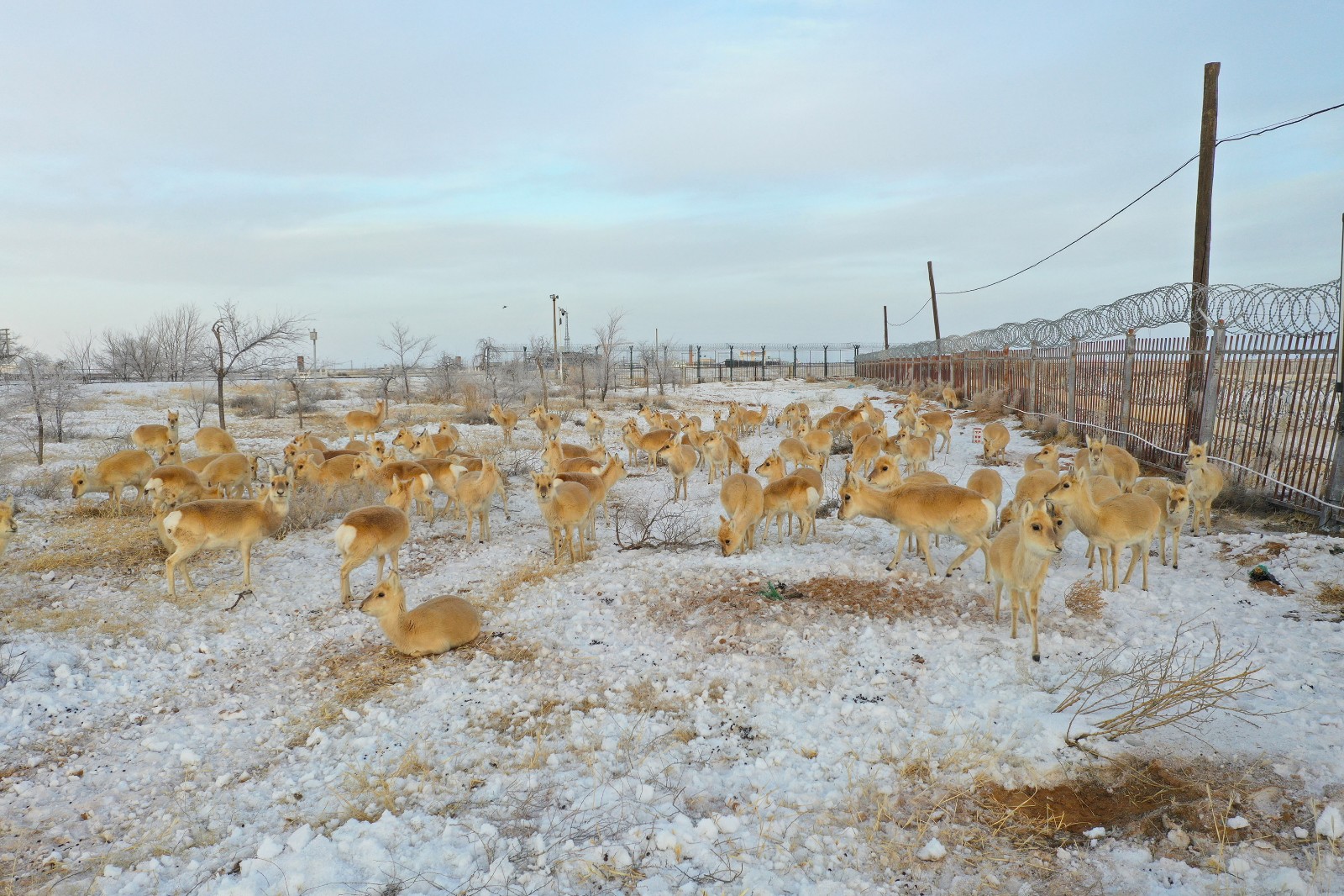 可可爱爱!数百只蒙古国野生黄羊入境觅食 - 封面新闻
