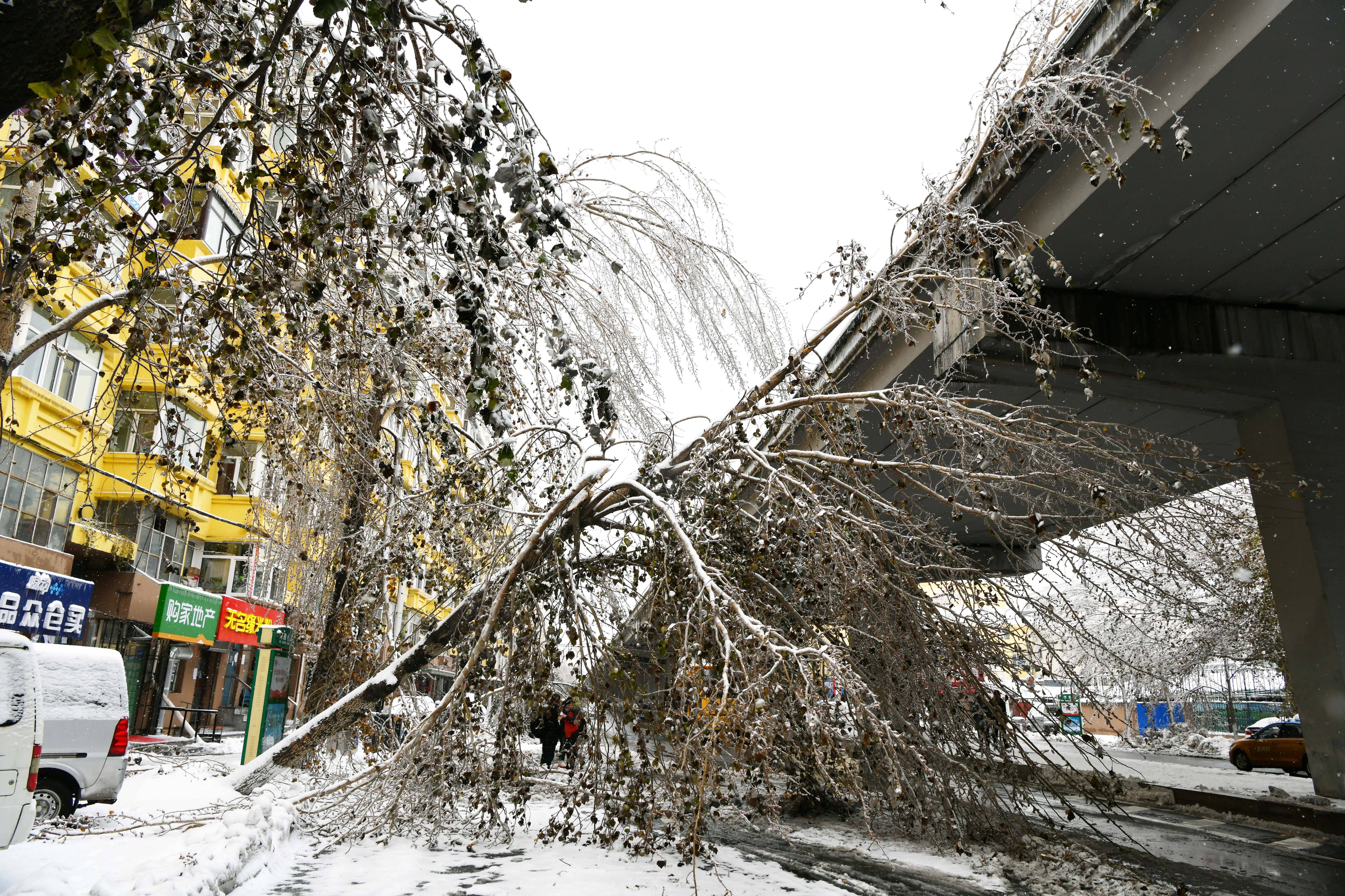 冻雨,雨夹雪,道路结冰,哈尔滨迎战极端天气