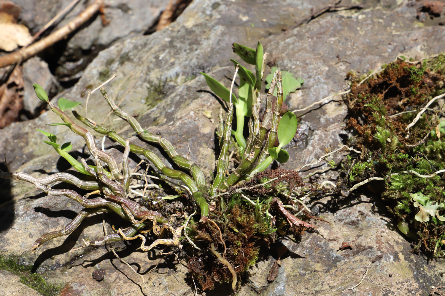 共建地球生命共同体丨重庆城口发现珍稀植物曲茎石斛种群