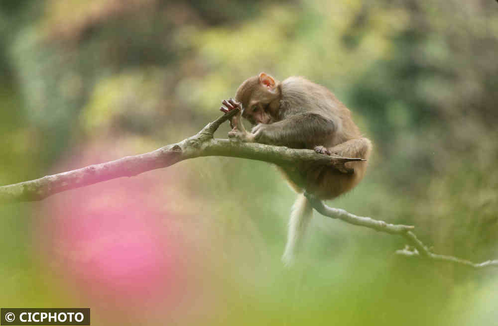 湖南張家界獼猴出山沐浴陽光