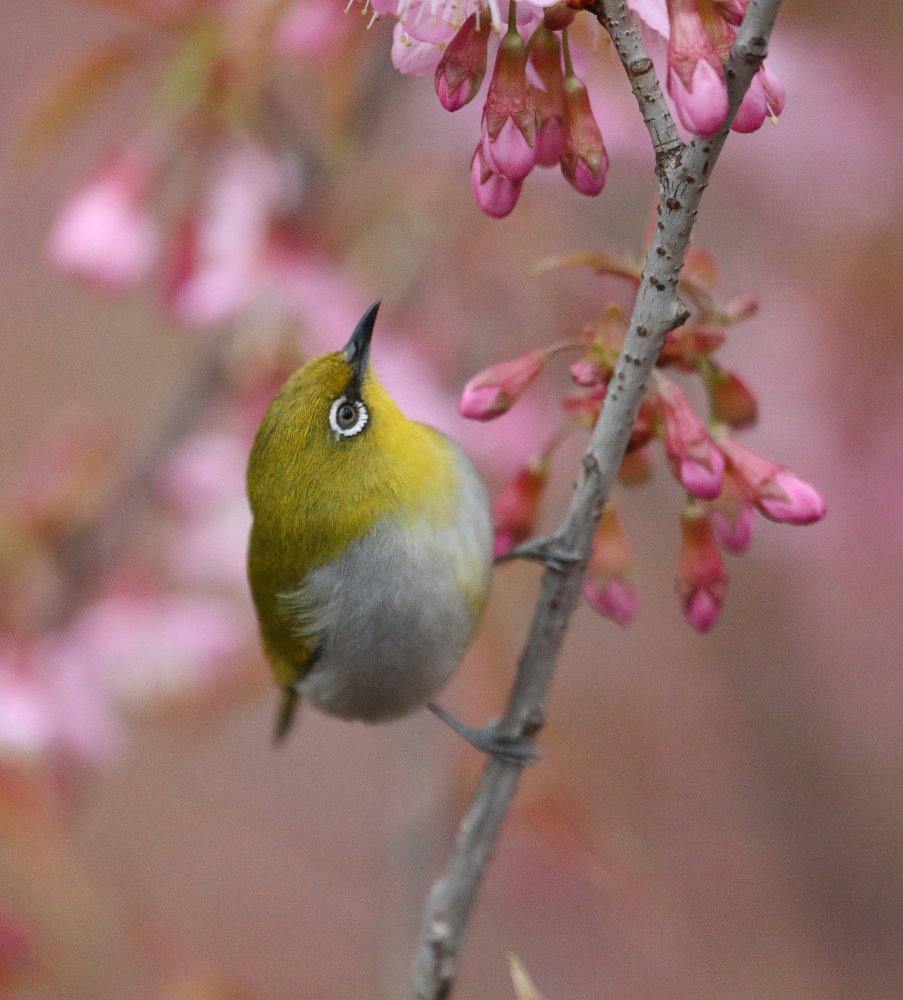 贵州贵阳:绣眼鸟戏花