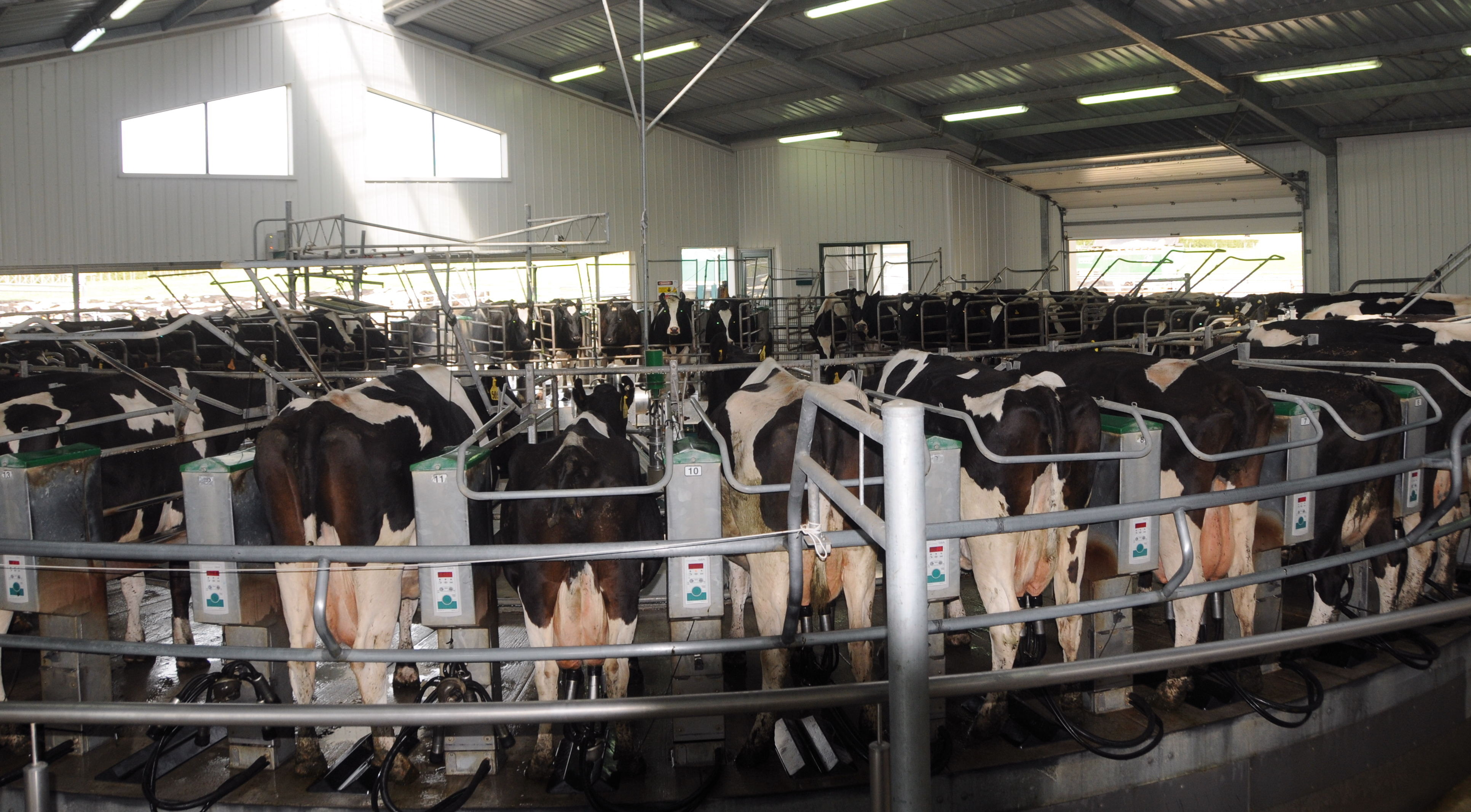 新西兰乳业巨头中国需求推动利润增长