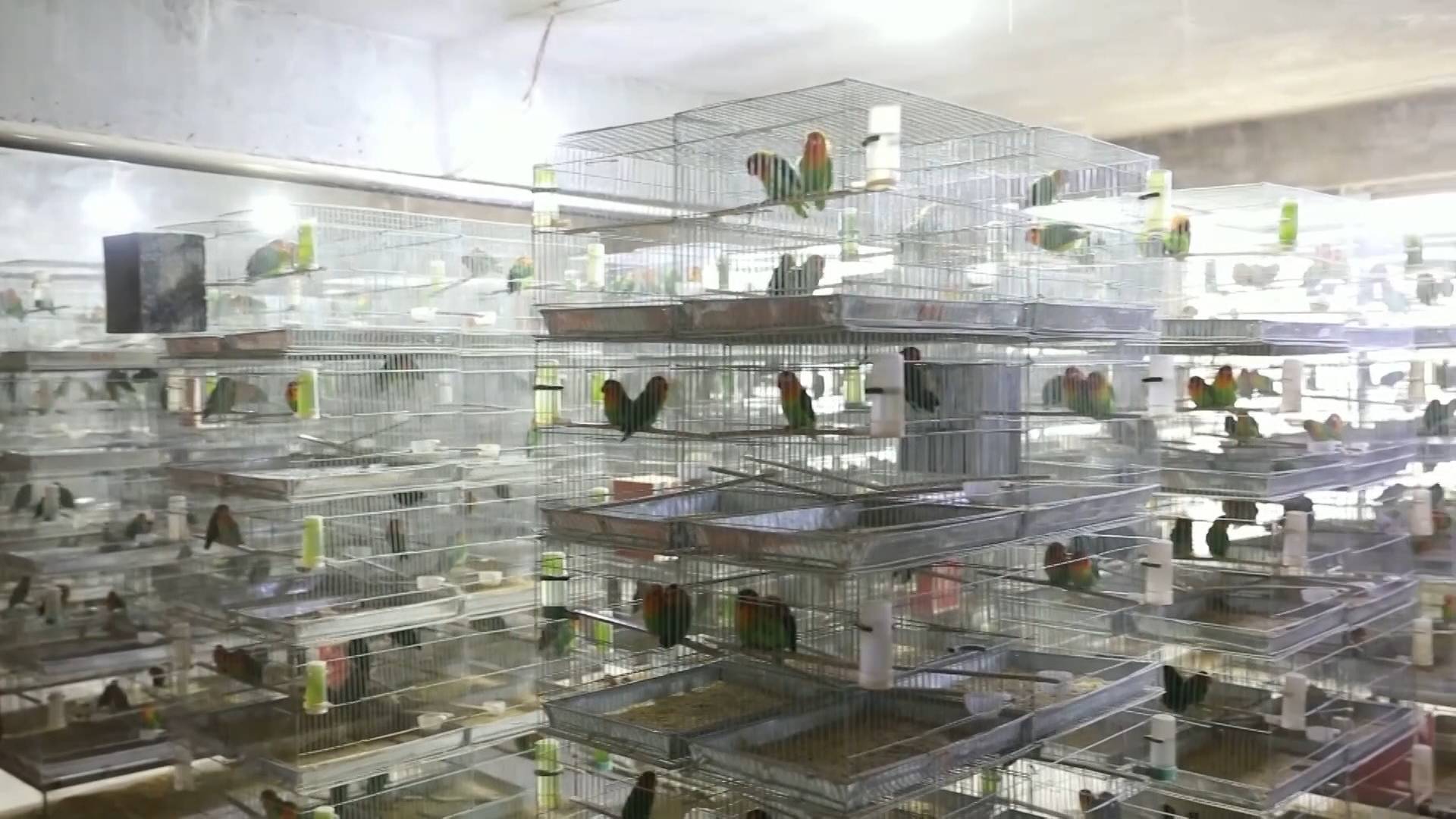 了解到,商丘市是全国最大的鹦鹉人工繁育基地,全市有鹦鹉养殖户837户