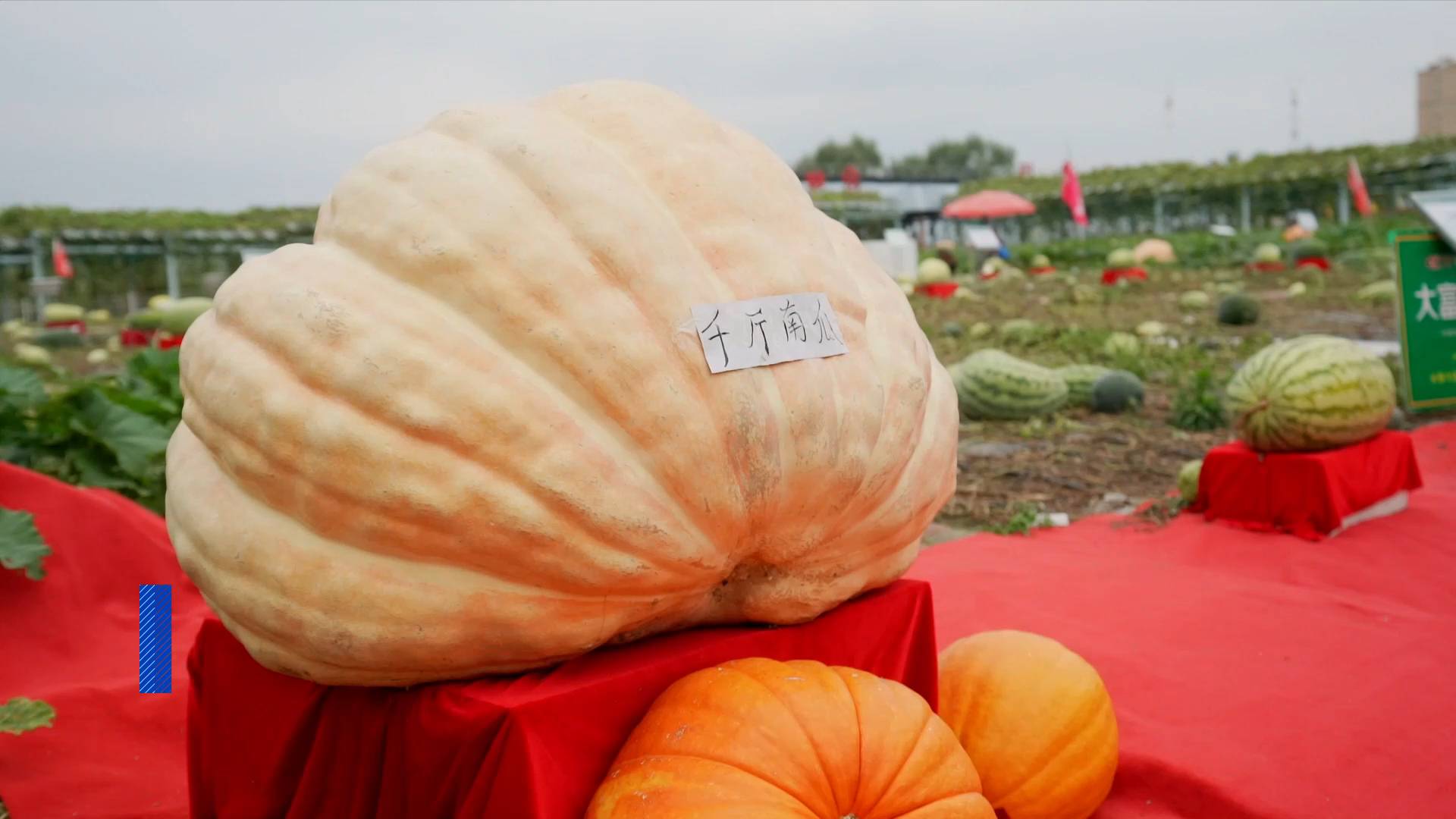全球连线长春农博园种出600公斤左右巨型南瓜