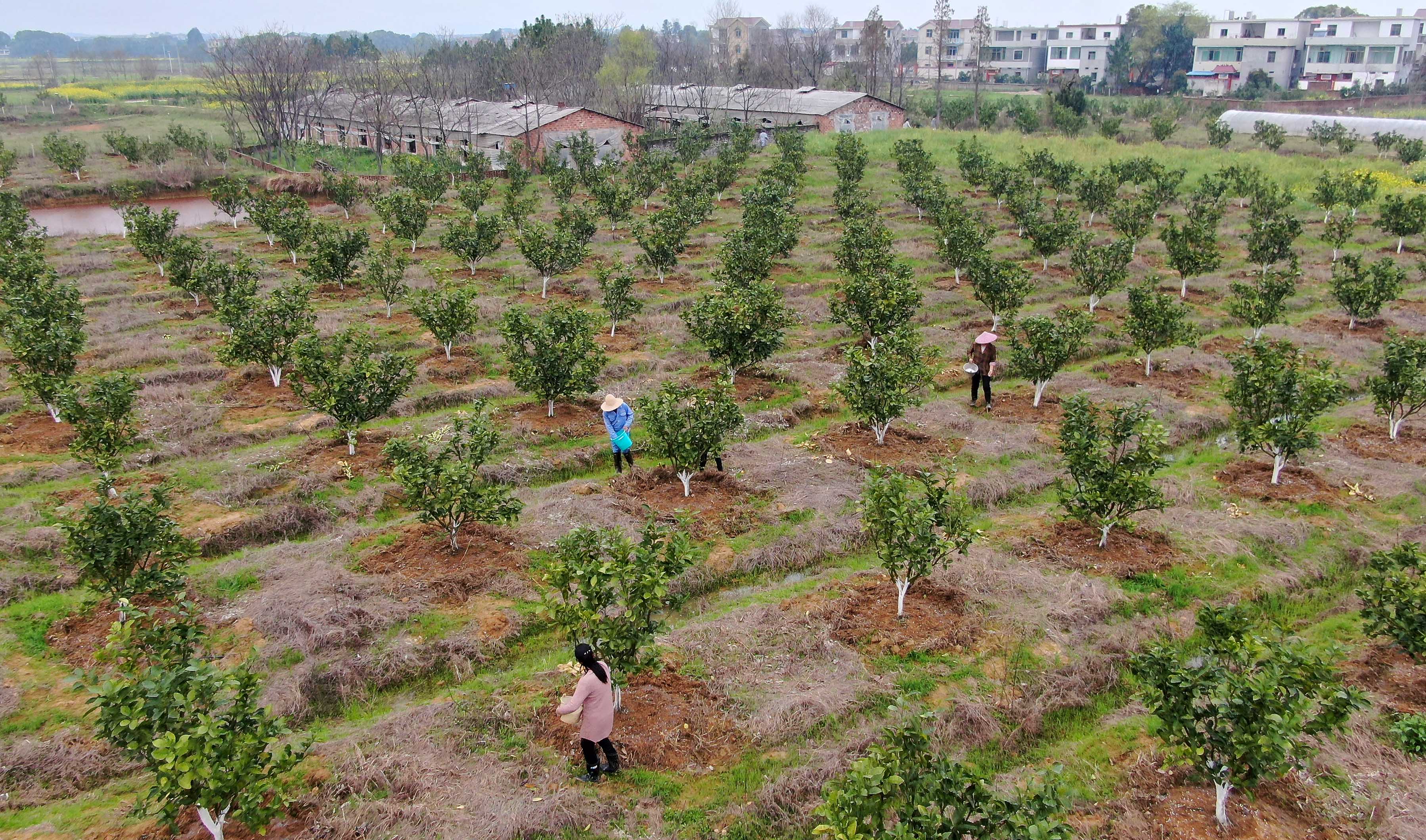 在江西省吉安县永阳镇江南村,当地农户在井冈蜜柚种植基地给柚子树