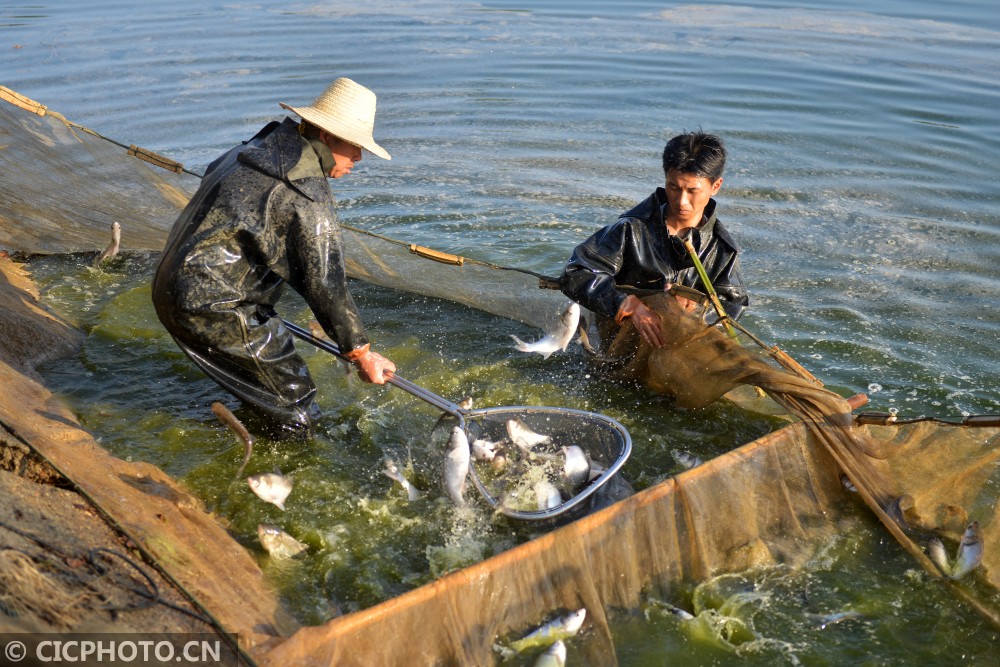 湖南衡阳春季鱼苗投放忙