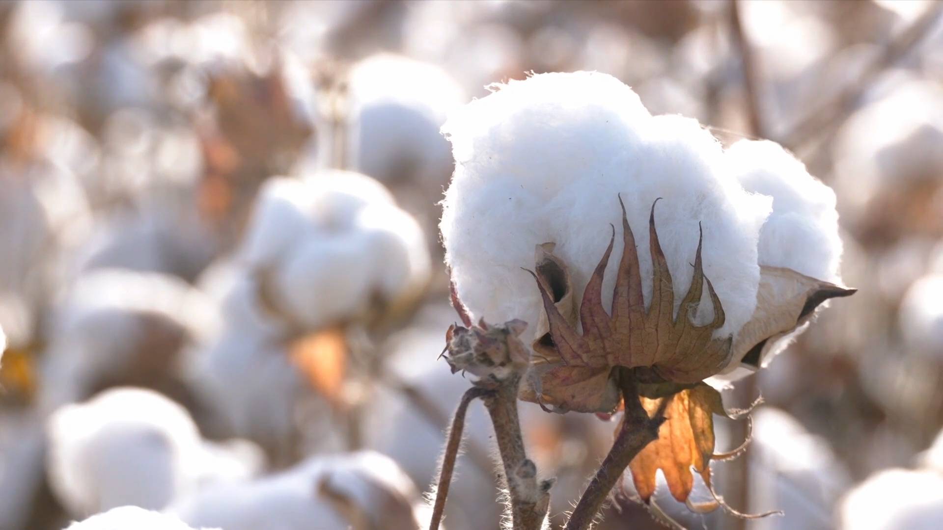 2021新疆棉花这一年