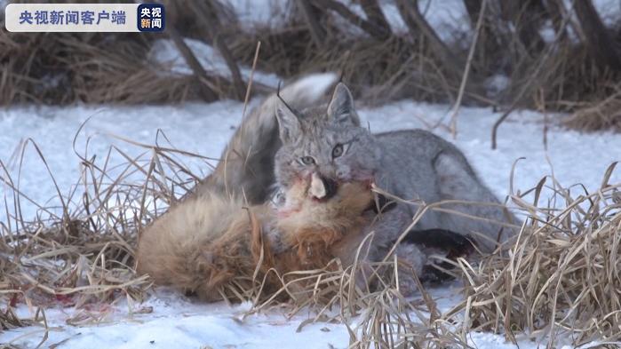 当猞猁遇上狐狸呼伦贝尔大草原上一场惊心动魄的追捕