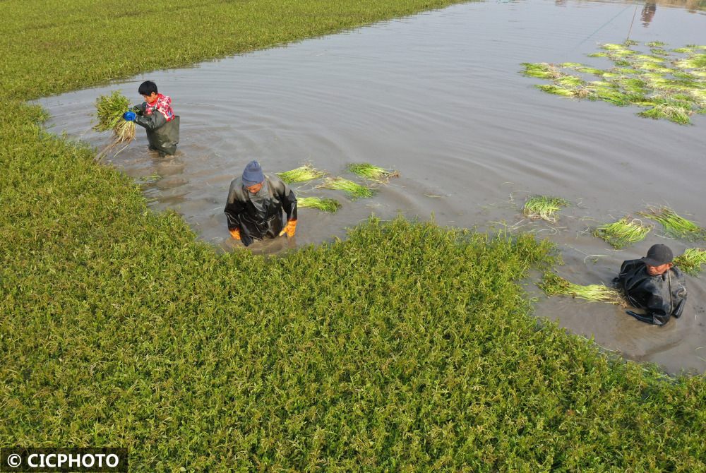 江苏扬州寒冬水芹采摘忙