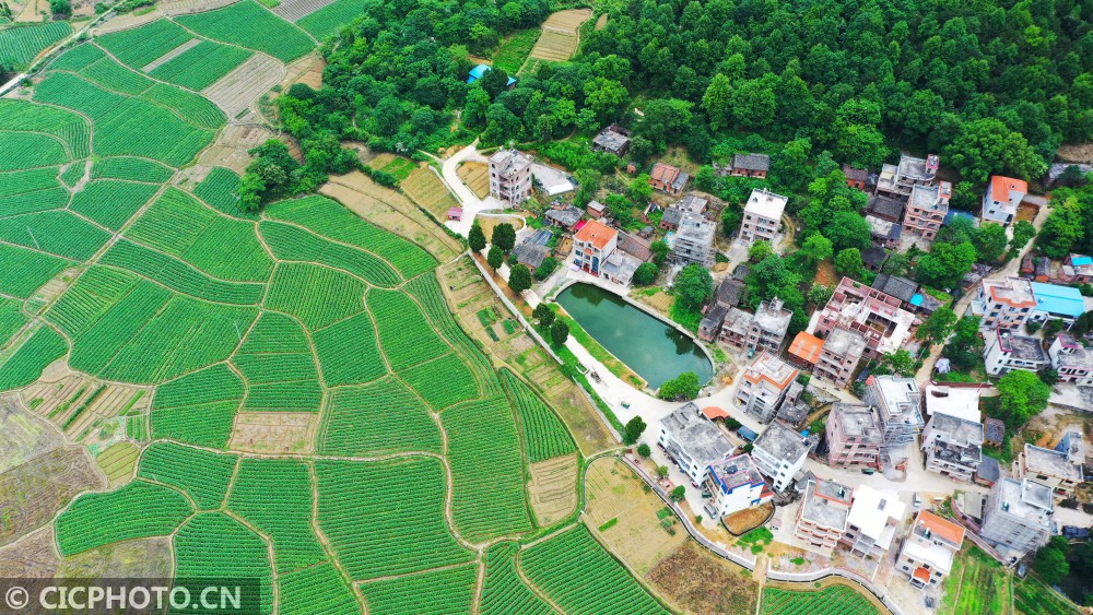 摄↑2021年5月12日,在湖南省湘西土家族苗族自治州吉首市河溪镇张排村