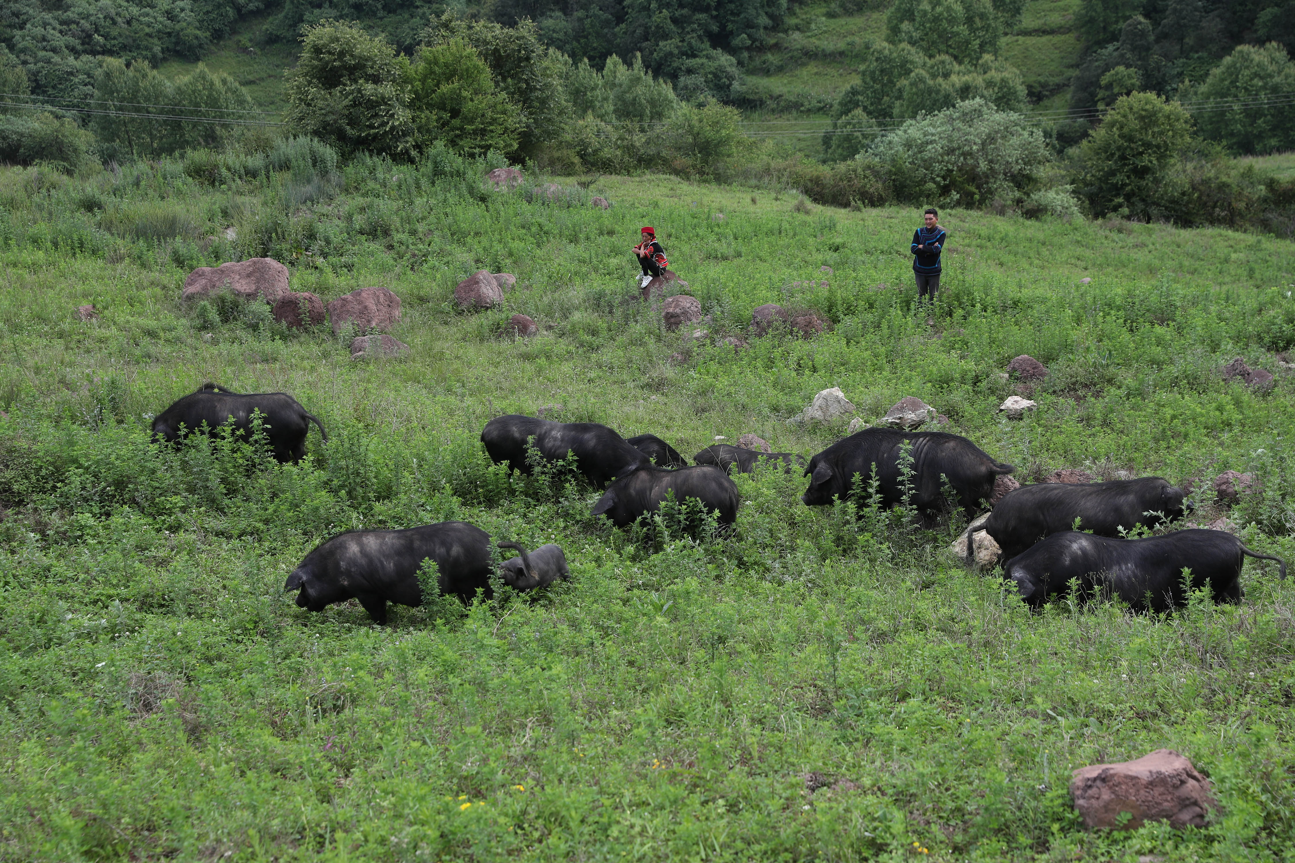 一些地方特色土猪濒临灭绝如何发力核心种源自主可控专