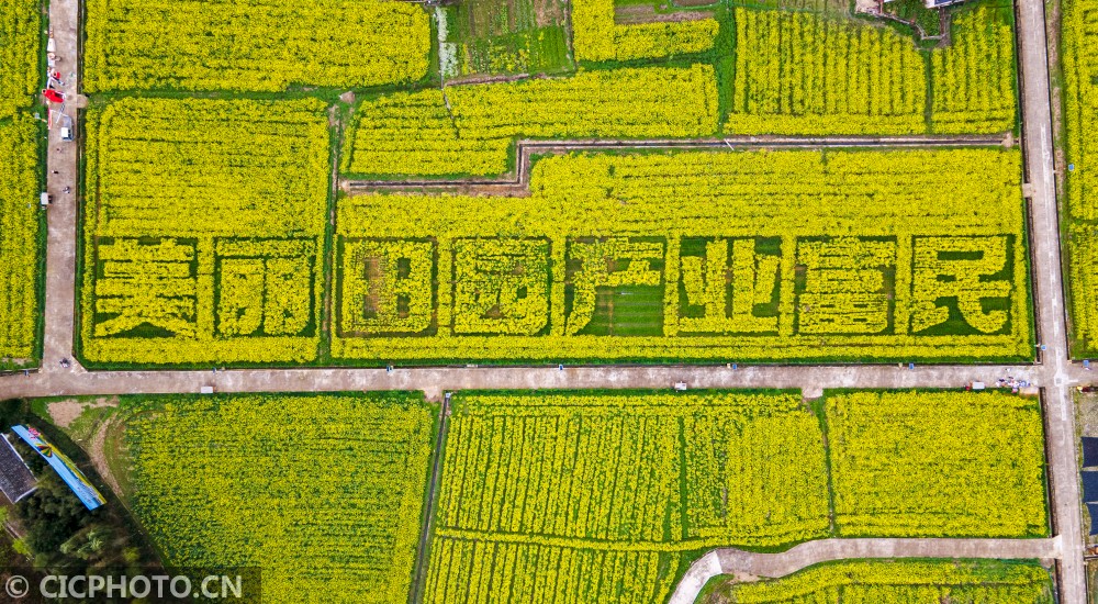 创意油菜花田