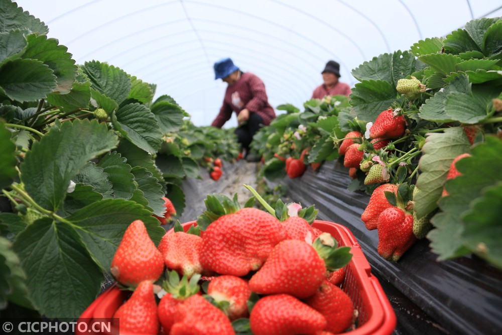 2021年1月18日,果农在湖南省永州市道县梅花镇廊洞村的草莓大棚内采摘